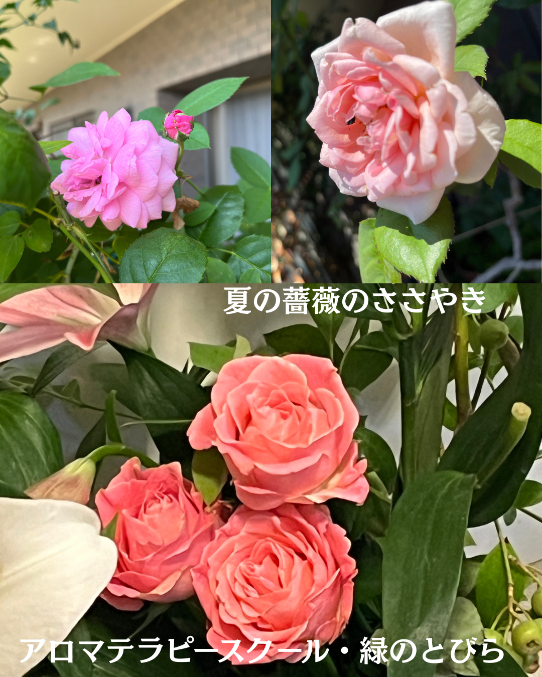 #アロマテラピースクール #緑のとびら #アロマライフコーチング #RosyPath #プランツカウンセリングヒーラー #ローズセラピー #オンラインレッスン #魔法の庭 ＃植物のある暮らし #ローズヒーリングセッション #ボタニカルカウンセリング #無償の愛 #薔薇 #バラ #心穏やか #天寿を全う #メディカルハーブ #アロマテラピー #メディカルアロマ #アロマ #愛と癒し #ローズ #香りのある暮らし #音楽のある暮らし #美しさに囲まれて