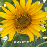 #アロマテラピースクール #緑のとびら #アロマライフコーチング #RosyPath #プランツカウンセリングヒーラー #ローズセラピー #オンラインレッスン #魔法の庭 ＃植物のある暮らし #ローズヒーリングセッション #ボタニカルカウンセリング #無償の愛 #薔薇 #バラ #心穏やか #天寿を全う #メディカルハーブ #アロマテラピー #メディカルアロマ #アロマ #愛と癒し #ローズ #香りのある暮らし #音楽のある暮らし #美しさに囲まれて