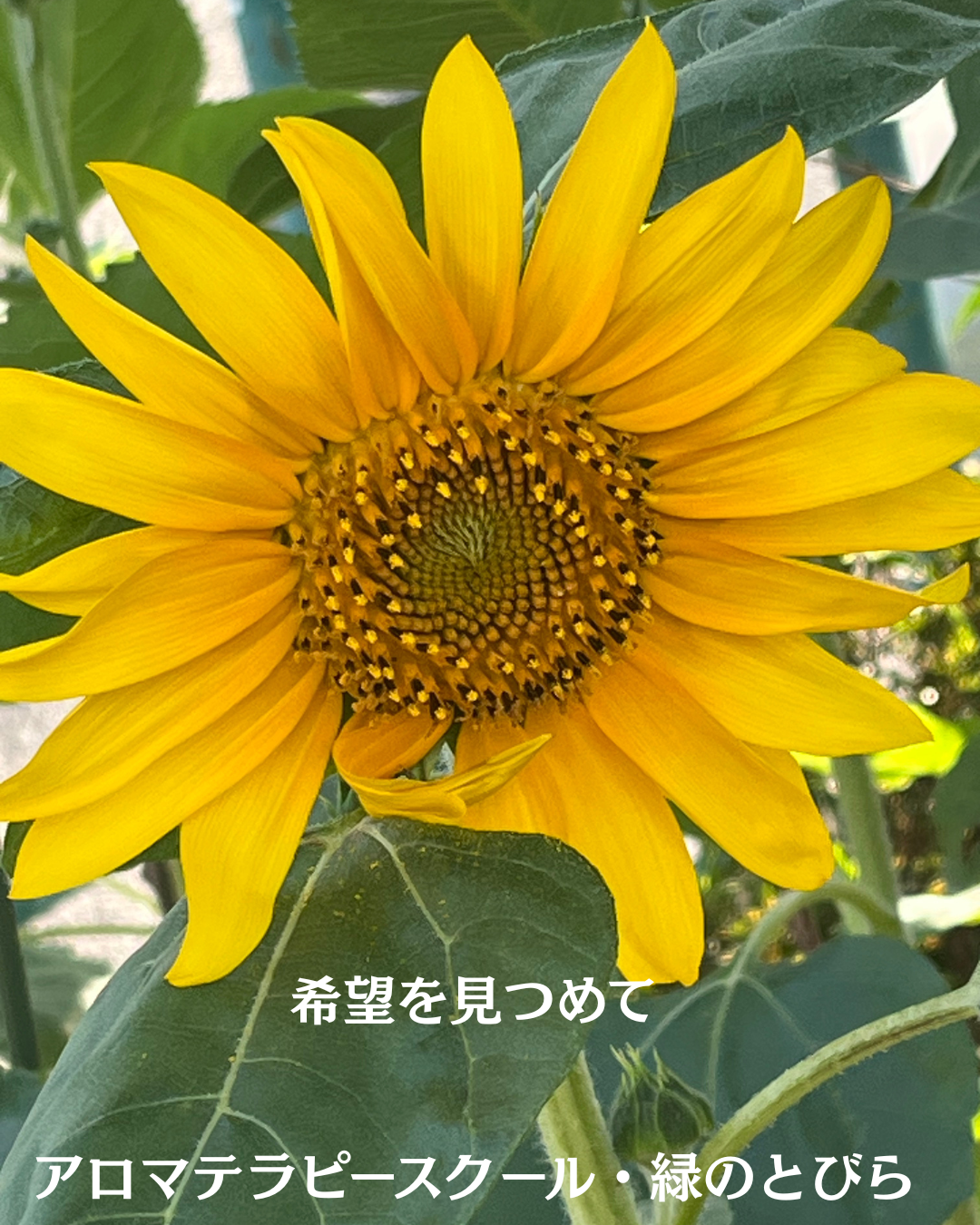 #アロマテラピースクール #緑のとびら #アロマライフコーチング #RosyPath #プランツカウンセリングヒーラー #ローズセラピー #オンラインレッスン #魔法の庭 ＃植物のある暮らし #ローズヒーリングセッション #ボタニカルカウンセリング #無償の愛 #薔薇 #バラ #心穏やか #天寿を全う #メディカルハーブ #アロマテラピー #メディカルアロマ #アロマ #愛と癒し #ローズ #香りのある暮らし #音楽のある暮らし #美しさに囲まれて