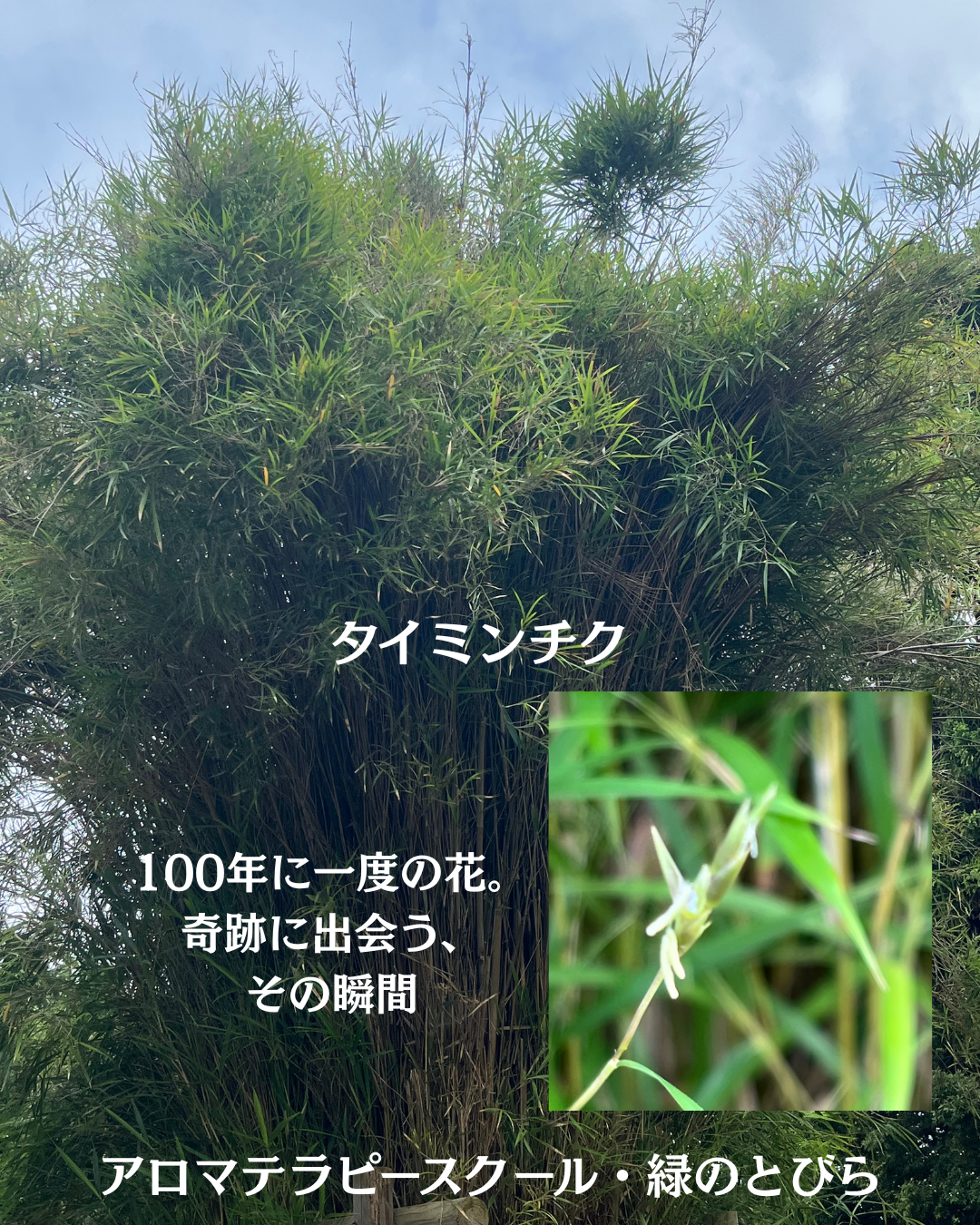 #アロマテラピースクール #緑のとびら #アロマライフコーチング #RosyPath #プランツカウンセリングヒーラー #ローズセラピー #オンラインレッスン #魔法の庭 ＃植物のある暮らし #ローズヒーリングセッション #ボタニカルカウンセリング #無償の愛 #薔薇 #バラ #心穏やか #天寿を全う #メディカルハーブ #アロマテラピー #メディカルアロマ #アロマ #愛と癒し #ローズ #香りのある暮らし #音楽のある暮らし #美しさに囲まれて