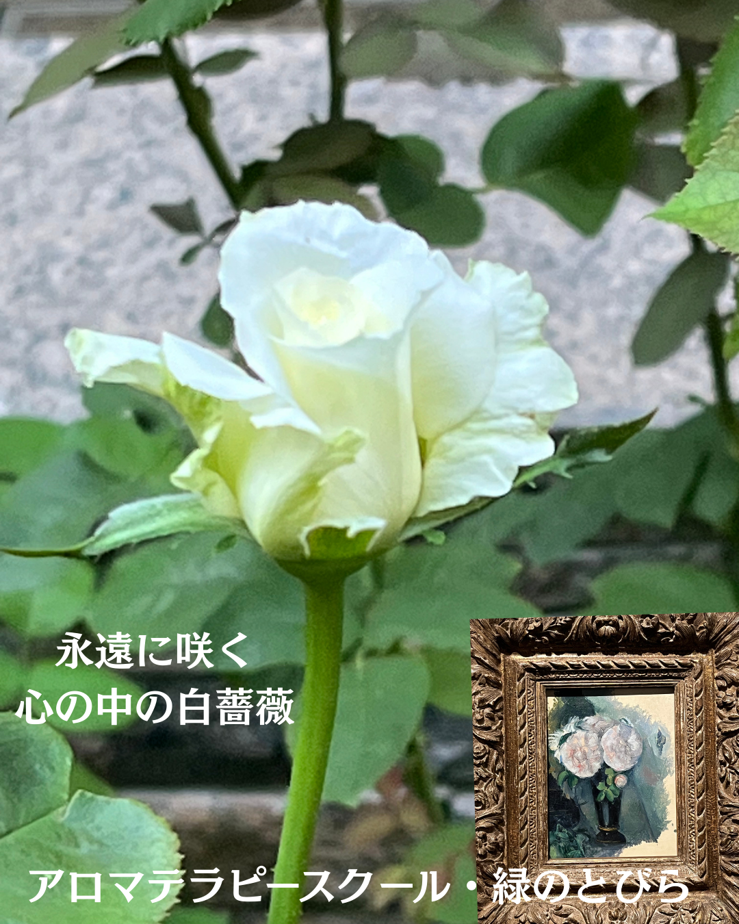#アロマテラピースクール #緑のとびら #アロマライフコーチング #RosyPath #プランツカウンセリングヒーラー #ローズセラピー #オンラインレッスン #魔法の庭 ＃植物のある暮らし #ローズヒーリングセッション #ボタニカルカウンセリング #無償の愛 #薔薇 #バラ #心穏やか #天寿を全う #メディカルハーブ #アロマテラピー #メディカルアロマ #アロマ #愛と癒し #ローズ #香りのある暮らし #芸術のある暮らし #美しさに囲まれて