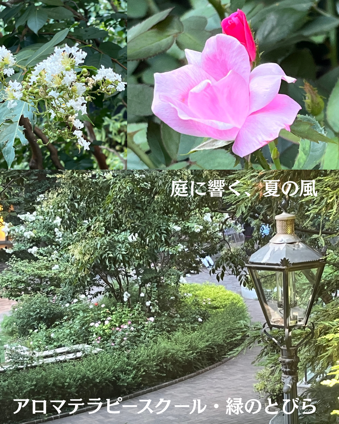 #アロマテラピースクール #緑のとびら #アロマライフコーチング #RosyPath #プランツカウンセリングヒーラー #ローズセラピー #オンラインレッスン #魔法の庭 ＃植物のある暮らし #ローズヒーリングセッション #ボタニカルカウンセリング #無償の愛 #薔薇 #バラ #心穏やか #天寿を全う #メディカルハーブ #アロマテラピー #メディカルアロマ #アロマ #愛と癒し #ローズ #香りのある暮らし #芸術のある暮らし #美しさに囲まれて