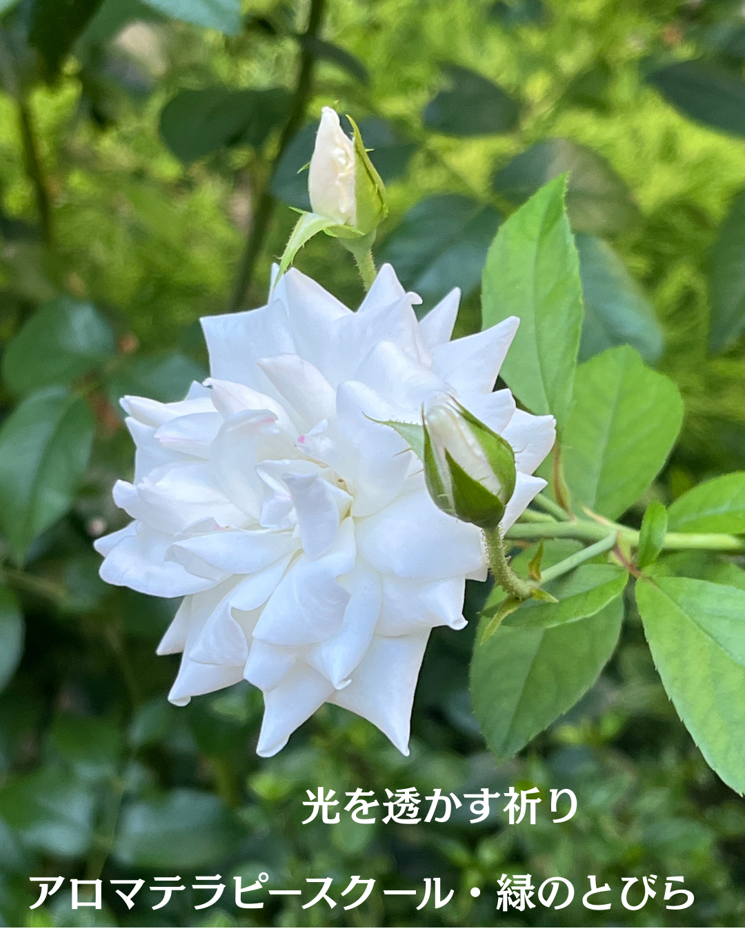 #アロマテラピースクール #緑のとびら #アロマライフコーチング #RosyPath #プランツカウンセリングヒーラー #ローズセラピー #オンラインレッスン #魔法の庭 ＃植物のある暮らし #ローズヒーリングセッション #ボタニカルカウンセリング #無償の愛 #薔薇 #バラ #心穏やか #天寿を全う #メディカルハーブ #アロマテラピー #メディカルアロマ #アロマ #愛と癒し #ローズ #香りのある暮らし #芸術のある暮らし #美しさに囲まれて