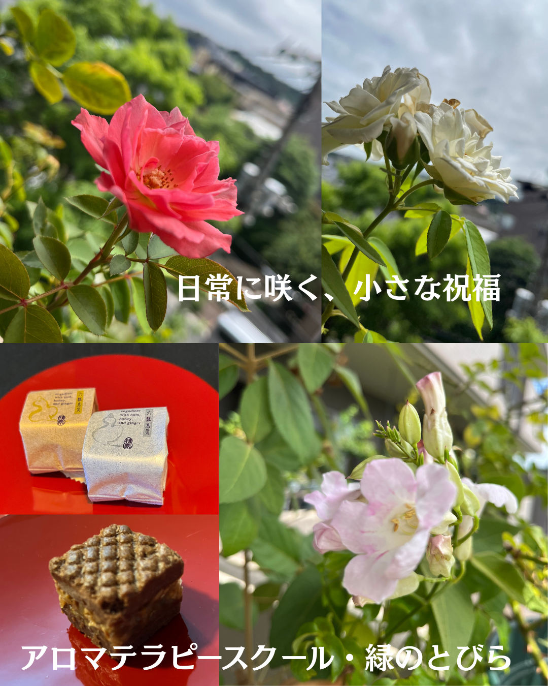 #アロマテラピースクール #緑のとびら #アロマライフコーチング #RosyPath #プランツカウンセリングヒーラー #ローズセラピー #オンラインレッスン #魔法の庭 ＃植物のある暮らし #ローズヒーリングセッション #ボタニカルカウンセリング #無償の愛 #薔薇 #バラ #心穏やか #天寿を全う #メディカルハーブ #アロマテラピー #メディカルアロマ #アロマ #愛と癒し #ローズ #香りのある暮らし #芸術のある暮らし #美しさに囲まれて