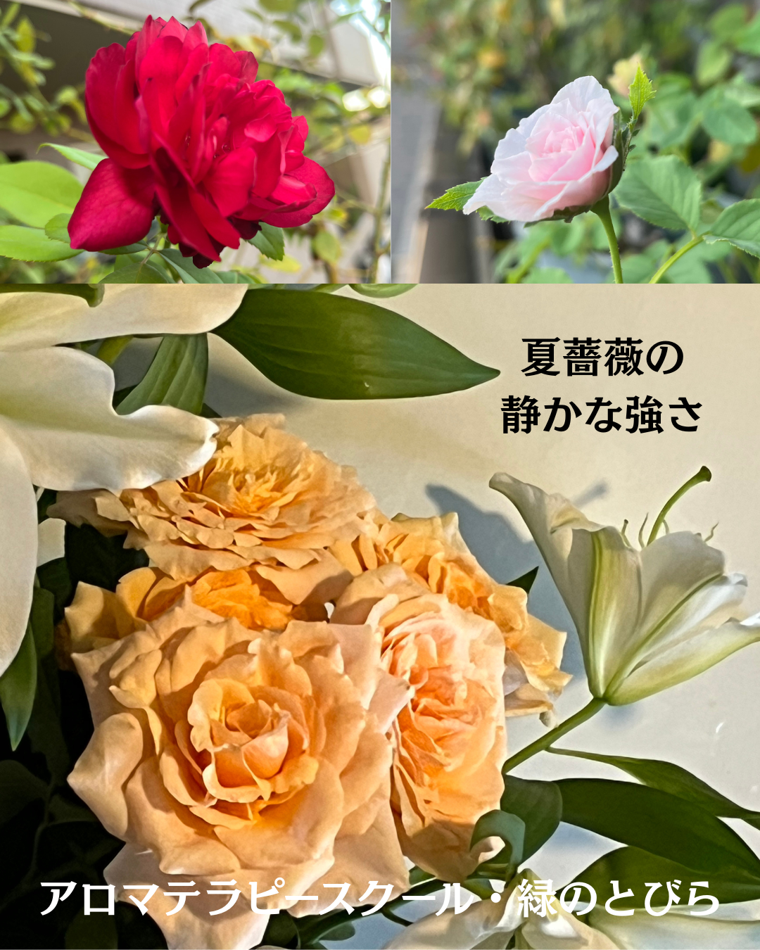 #アロマテラピースクール #緑のとびら #アロマライフコーチング #RosyPath #プランツカウンセリングヒーラー #ローズセラピー #オンラインレッスン #魔法の庭 ＃植物のある暮らし #ローズヒーリングセッション #ボタニカルカウンセリング #無償の愛 #薔薇 #バラ #心穏やか #天寿を全う #メディカルハーブ #アロマテラピー #メディカルアロマ #アロマ #愛と癒し #ローズ #香りのある暮らし #芸術のある暮らし #美しさに囲まれて