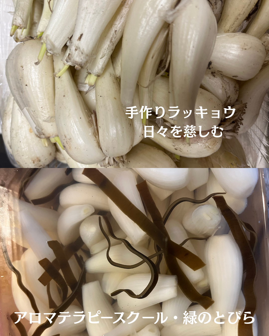 #アロマテラピースクール #緑のとびら #アロマライフコーチング #RosyPath #プランツカウンセリングヒーラー #ローズセラピー #オンラインレッスン #魔法の庭 ＃植物のある暮らし #ローズヒーリングセッション #ボタニカルカウンセリング #無償の愛 #薔薇 #バラ #心穏やか #天寿を全う #メディカルハーブ #アロマテラピー #メディカルアロマ #アロマ #愛と癒し #ローズ #香りのある暮らし #芸術のある暮らし #美しさに囲まれて