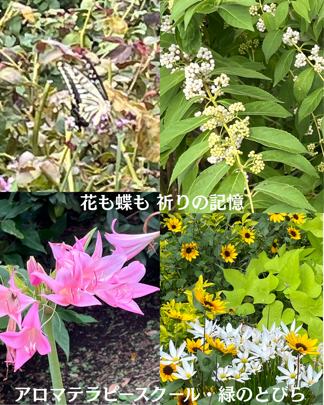 #アロマテラピースクール #緑のとびら #アロマライフコーチング #RosyPath #プランツカウンセリングヒーラー #ローズセラピー #オンラインレッスン #魔法の庭 ＃植物のある暮らし #ローズヒーリングセッション #ボタニカルカウンセリング #無償の愛 #薔薇 #バラ #心穏やか #天寿を全う #メディカルハーブ #アロマテラピー #メディカルアロマ #アロマ #愛と癒し #ローズ #香りのある暮らし #芸術のある暮らし #美しさに囲まれて