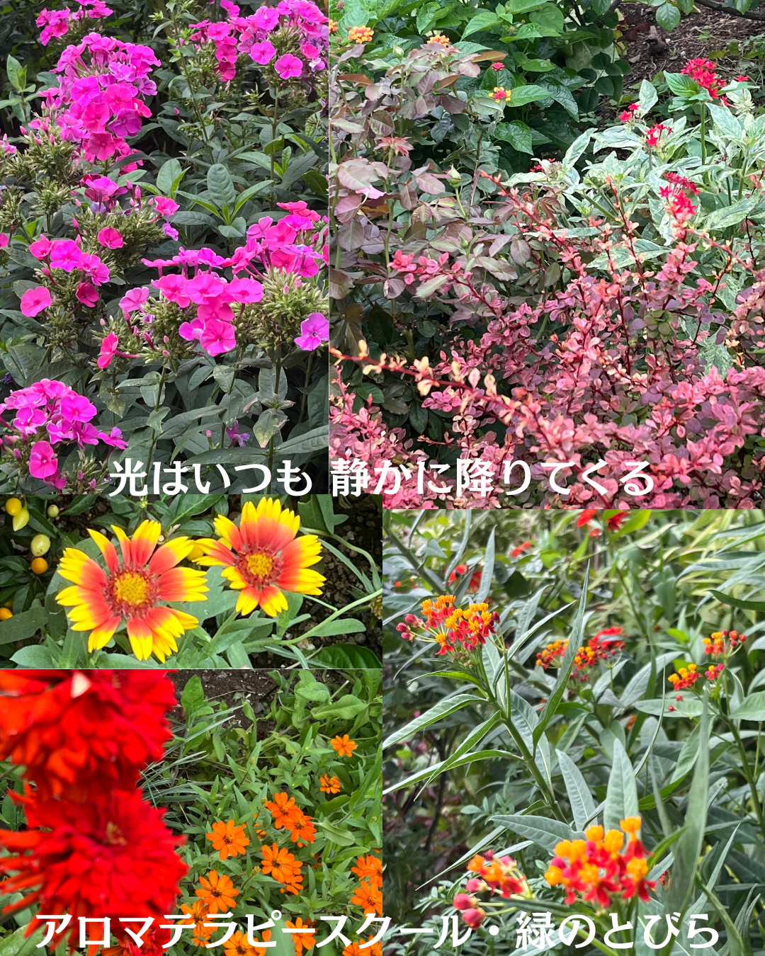 #アロマテラピースクール #緑のとびら #アロマライフコーチング #RosyPath #プランツカウンセリングヒーラー #ローズセラピー #オンラインレッスン #魔法の庭 ＃植物のある暮らし #ローズヒーリングセッション #ボタニカルカウンセリング #無償の愛 #薔薇 #バラ #心穏やか #天寿を全う #メディカルハーブ #アロマテラピー #メディカルアロマ #アロマ #愛と癒し #ローズ #香りのある暮らし #芸術のある暮らし #美しさに囲まれて