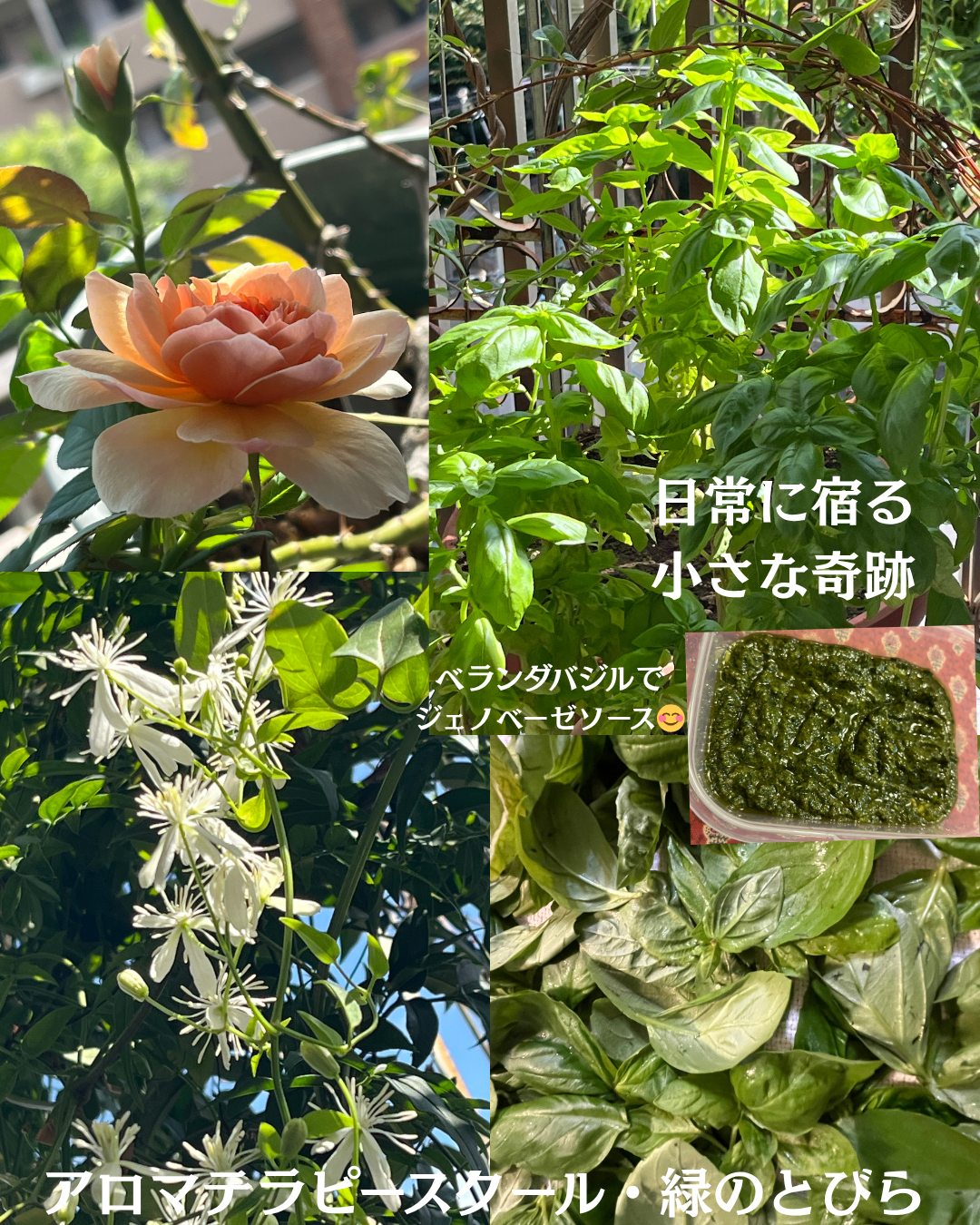 #アロマテラピースクール #緑のとびら #アロマライフコーチング #RosyPath #プランツカウンセリングヒーラー #ローズセラピー #オンラインレッスン #魔法の庭 ＃植物のある暮らし #ローズヒーリングセッション #ボタニカルカウンセリング #無償の愛 #薔薇 #バラ #心穏やか #天寿を全う #メディカルハーブ #アロマテラピー #メディカルアロマ #アロマ #愛と癒し #ローズ #香りのある暮らし #芸術のある暮らし #美しさに囲まれて