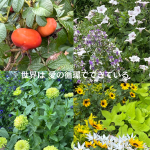 #アロマテラピースクール #緑のとびら #アロマライフコーチング #RosyPath #プランツカウンセリングヒーラー #ローズセラピー #オンラインレッスン #魔法の庭 ＃植物のある暮らし #ローズヒーリングセッション #ボタニカルカウンセリング #無償の愛 #薔薇 #バラ #心穏やか #天寿を全う #メディカルハーブ #アロマテラピー #メディカルアロマ #アロマ #愛と癒し #ローズ #香りのある暮らし #芸術のある暮らし #美しさに囲まれて