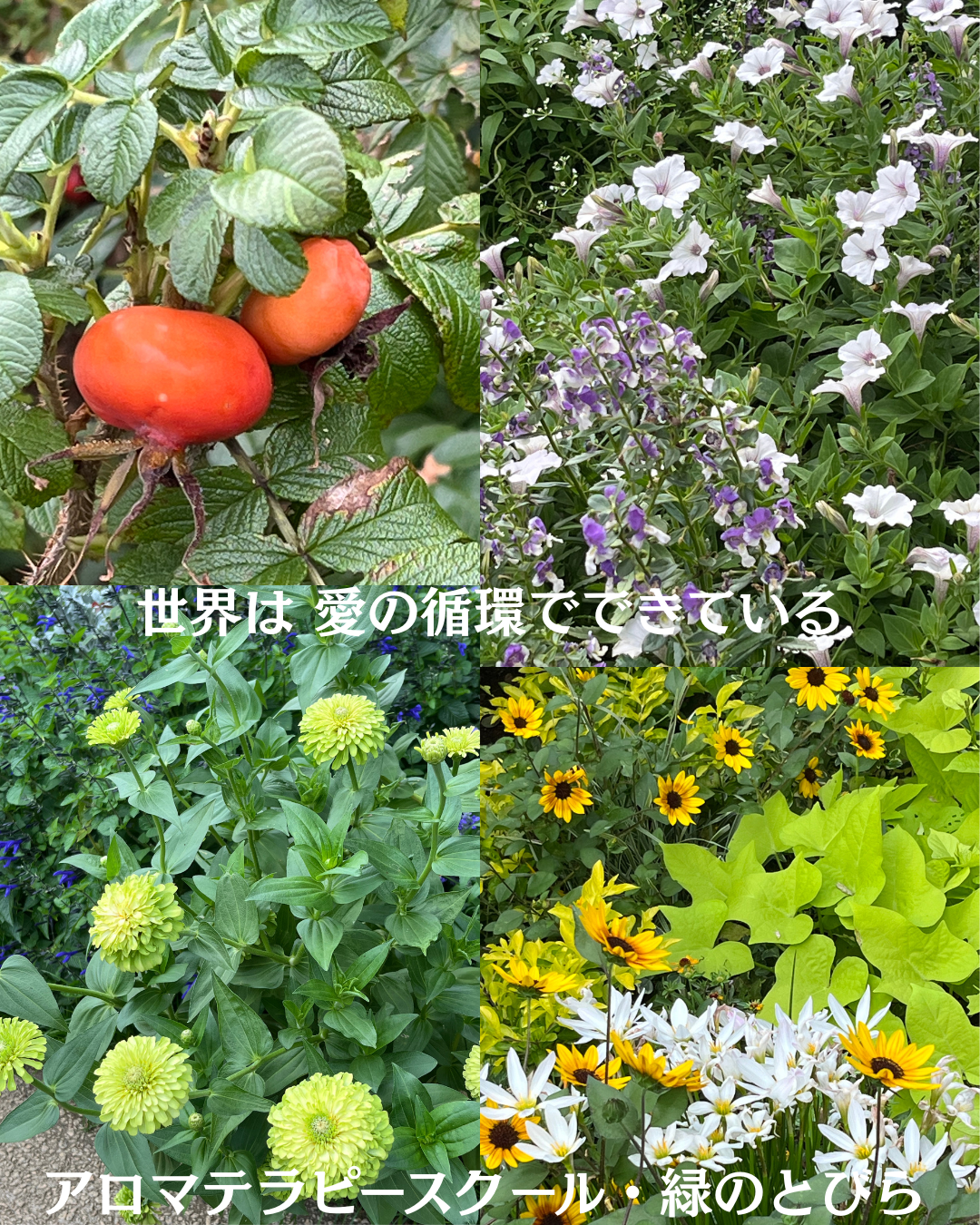 #アロマテラピースクール #緑のとびら #アロマライフコーチング #RosyPath #プランツカウンセリングヒーラー #ローズセラピー #オンラインレッスン #魔法の庭 ＃植物のある暮らし #ローズヒーリングセッション #ボタニカルカウンセリング #無償の愛 #薔薇 #バラ #心穏やか #天寿を全う #メディカルハーブ #アロマテラピー #メディカルアロマ #アロマ #愛と癒し #ローズ #香りのある暮らし #芸術のある暮らし #美しさに囲まれて