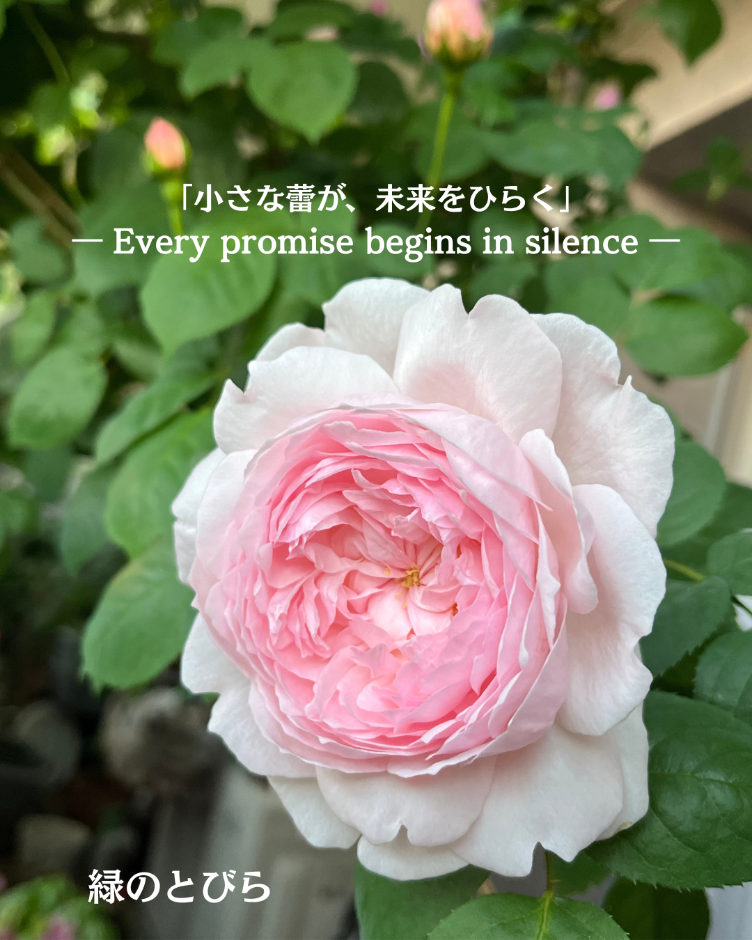 #アロマテラピースクール #緑のとびら #アロマライフコーチング #RosyPath #プランツカウンセリングヒーラー #ローズセラピー #オンラインレッスン #魔法の庭 ＃植物のある暮らし #ローズヒーリングセッション #ボタニカルカウンセリング #無償の愛 #薔薇 #バラ #心穏やか #天寿を全う #メディカルハーブ #アロマテラピー #メディカルアロマ #アロマ #愛と癒し #ローズ #香りのある暮らし #芸術のある暮らし #美しさに囲まれて