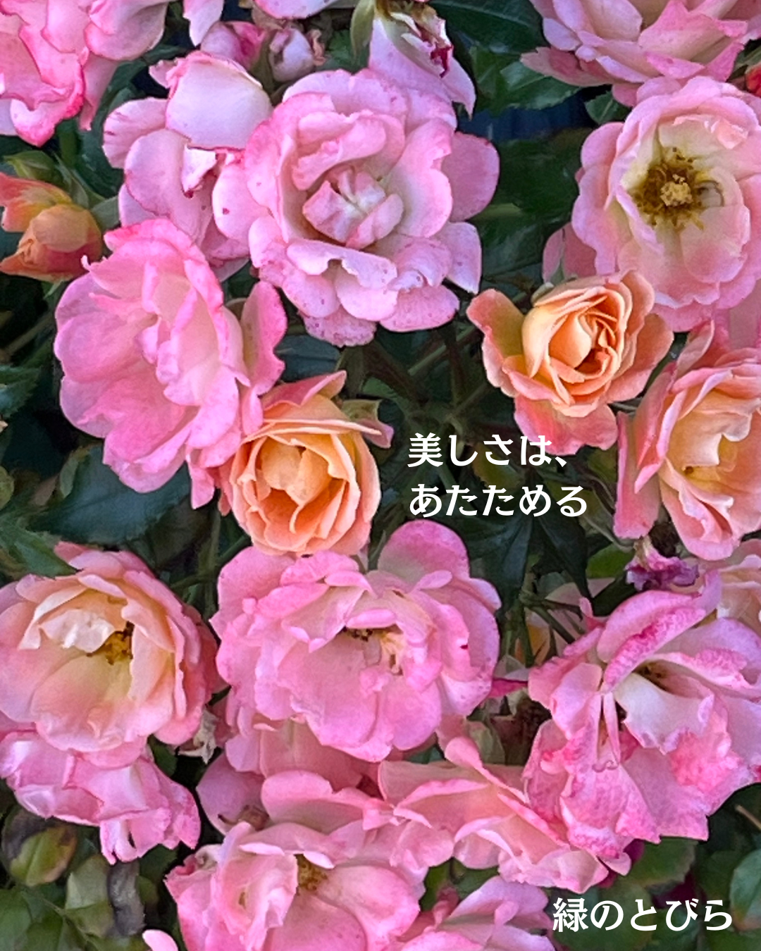 #緑のとびら
#アロマテラピースクール
#アロマライフコーチング
#RosyPath
#プランツカウンセリングヒーラー
#ローズセラピー
#ローズヒーリングセッション
#ボタニカルカウンセリング
#オンラインレッスン
#魔法の庭
#植物のある暮らし
#無農薬薔薇
#薔薇
#メディカルハーブ
#アロマ
#愛と癒し
#心穏やか
#香りのある暮らし
#芸術のある暮らし
#美しさに囲まれて
#リラックス
#癒しの時間
#ハーブ
#ベランダガーデニング
