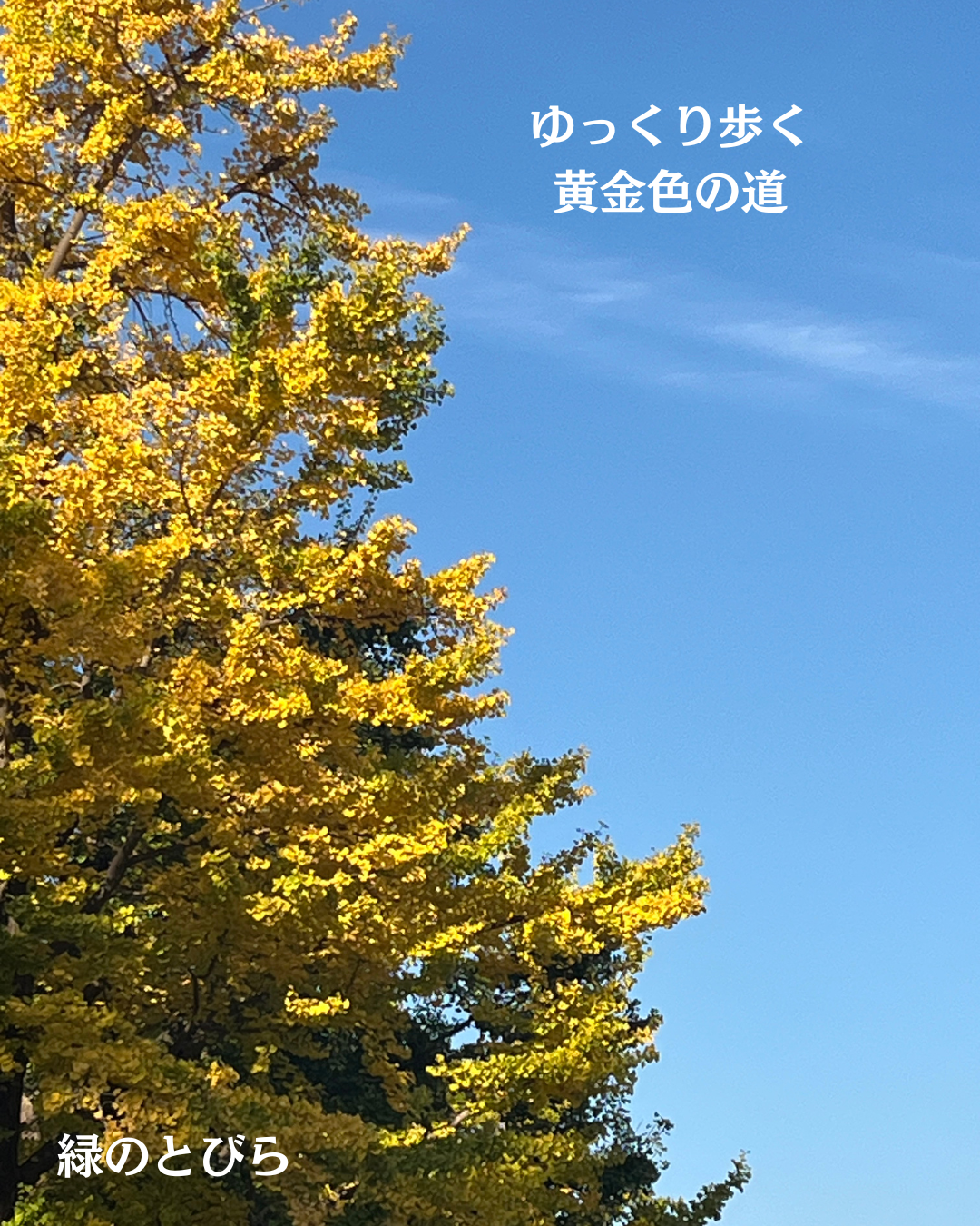 #緑のとびら
#アロマテラピースクール
#アロマライフコーチング
#RosyPath
#プランツカウンセリングヒーラー
#ローズセラピー
#ローズヒーリングセッション
#ボタニカルカウンセリング
#オンラインレッスン
#魔法の庭
#植物のある暮らし
#無農薬薔薇
#薔薇
#メディカルハーブ
#アロマ
#愛と癒し
#心穏やか
#香りのある暮らし
#芸術のある暮らし
#美しさに囲まれて
#リラックス
#癒しの時間
#ハーブ
#ベランダガーデニング
