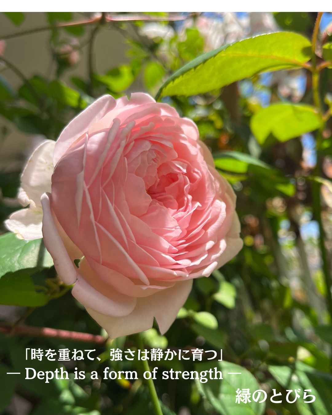 #アロマテラピースクール #緑のとびら #アロマライフコーチング #RosyPath #プランツカウンセリングヒーラー #ローズセラピー #オンラインレッスン #魔法の庭 ＃植物のある暮らし #ローズヒーリングセッション #ボタニカルカウンセリング #無償の愛 #薔薇 #バラ #心穏やか #天寿を全う #メディカルハーブ #アロマテラピー #メディカルアロマ #アロマ #愛と癒し #ローズ #香りのある暮らし #芸術のある暮らし #美しさに囲まれて