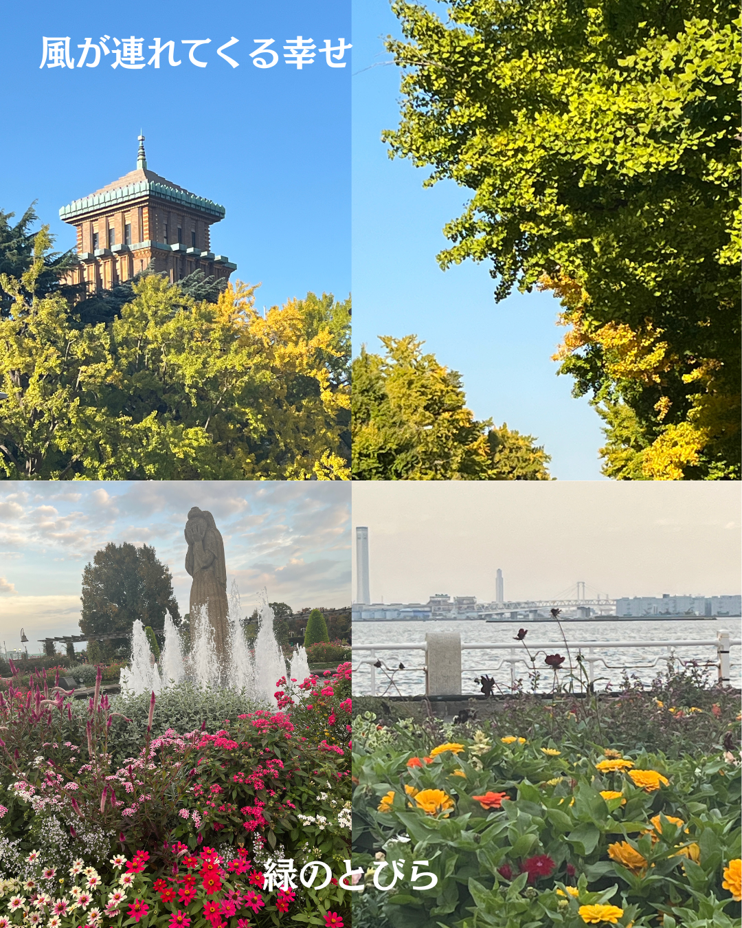 #緑のとびら
#アロマテラピースクール
#アロマライフコーチング
#RosyPath
#プランツカウンセリングヒーラー
#ローズセラピー
#ローズヒーリングセッション
#ボタニカルカウンセリング
#オンラインレッスン
#魔法の庭
#植物のある暮らし
#無農薬薔薇
#薔薇
#メディカルハーブ
#アロマ
#愛と癒し
#心穏やか
#香りのある暮らし
#芸術のある暮らし
#美しさに囲まれて
#リラックス
#癒しの時間
#ハーブ
#ベランダガーデニング
