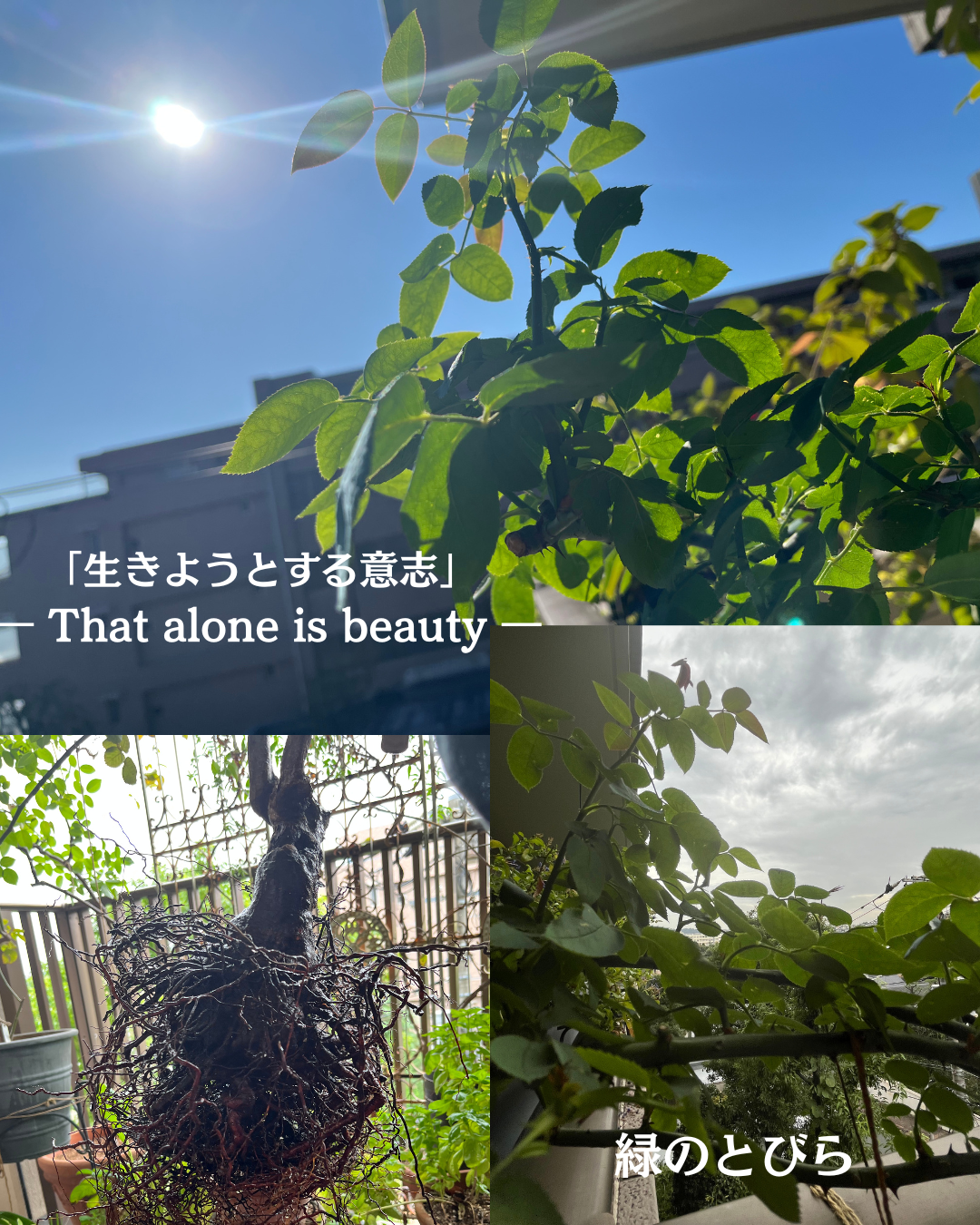 #アロマテラピースクール #緑のとびら #アロマライフコーチング #RosyPath #プランツカウンセリングヒーラー #ローズセラピー #オンラインレッスン #魔法の庭 ＃植物のある暮らし #ローズヒーリングセッション #ボタニカルカウンセリング #無償の愛 #薔薇 #バラ #心穏やか #天寿を全う #メディカルハーブ #アロマテラピー #メディカルアロマ #アロマ #愛と癒し #ローズ #香りのある暮らし #芸術のある暮らし #美しさに囲まれて