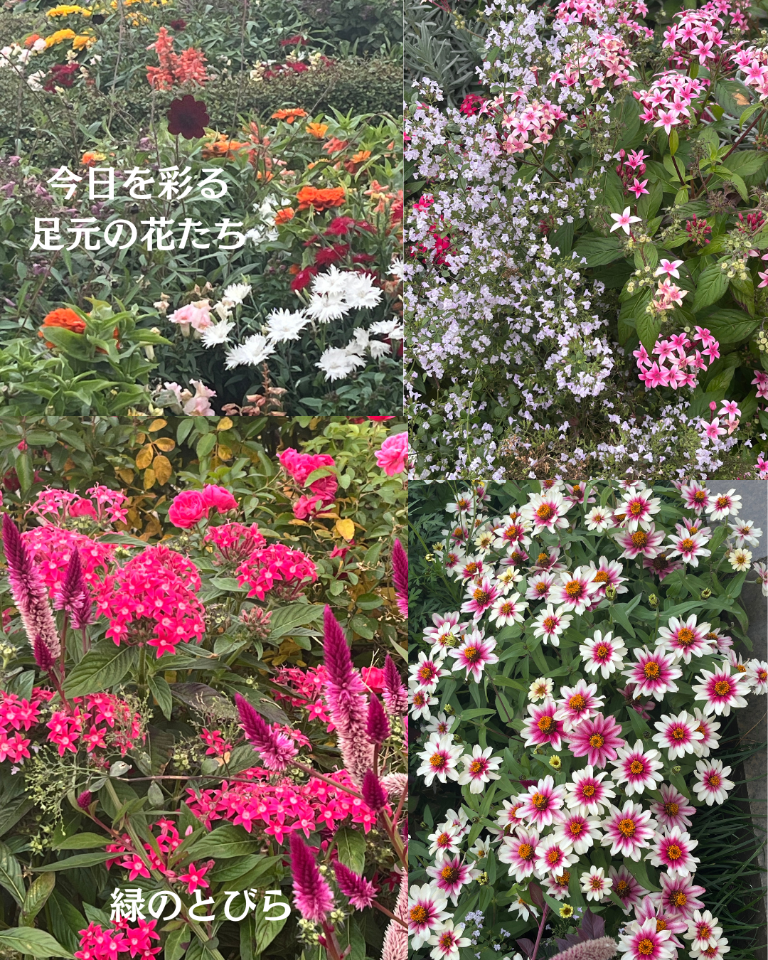 #緑のとびら
#アロマテラピースクール
#アロマライフコーチング
#RosyPath
#プランツカウンセリングヒーラー
#ローズセラピー
#ローズヒーリングセッション
#ボタニカルカウンセリング
#オンラインレッスン
#魔法の庭
#植物のある暮らし
#無農薬薔薇
#薔薇
#メディカルハーブ
#アロマ
#愛と癒し
#心穏やか
#香りのある暮らし
#芸術のある暮らし
#美しさに囲まれて
#リラックス
#癒しの時間
#ハーブ
#ベランダガーデニング
