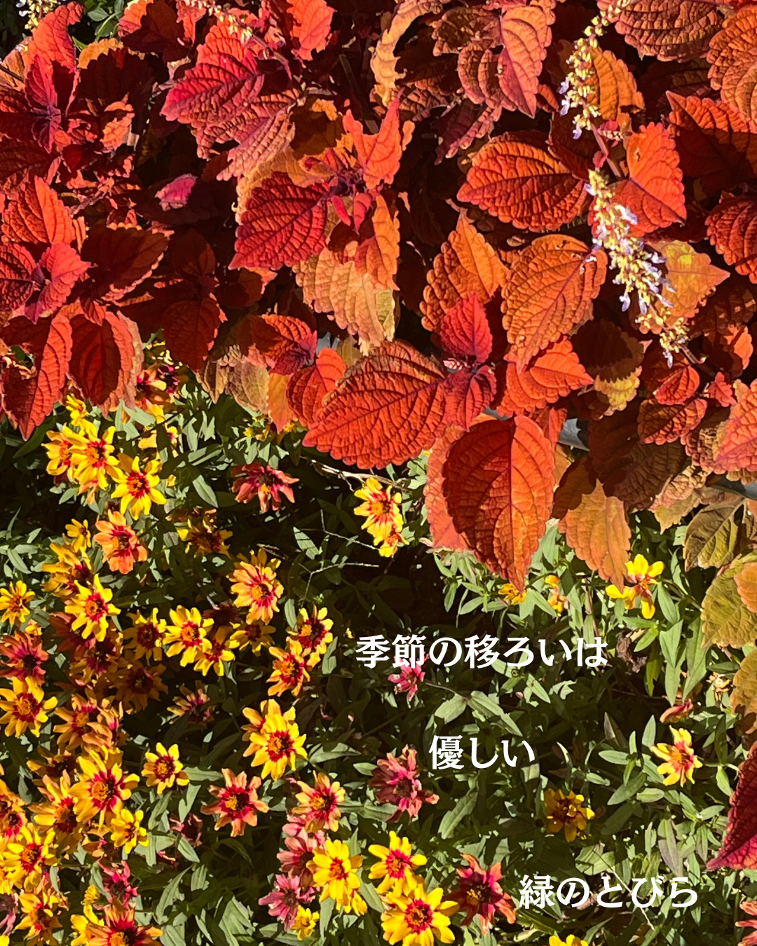 #緑のとびら
#アロマテラピースクール
#アロマライフコーチング
#RosyPath
#プランツカウンセリングヒーラー
#ローズセラピー
#ローズヒーリングセッション
#ボタニカルカウンセリング
#オンラインレッスン
#魔法の庭
#植物のある暮らし
#無農薬薔薇
#薔薇
#メディカルハーブ
#アロマ
#愛と癒し
#心穏やか
#香りのある暮らし
#芸術のある暮らし
#美しさに囲まれて
#リラックス
#癒しの時間
#ハーブ
#ベランダガーデニング
