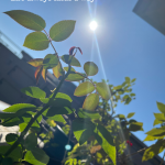 #アロマテラピースクール #緑のとびら #アロマライフコーチング #RosyPath #プランツカウンセリングヒーラー #ローズセラピー #オンラインレッスン #魔法の庭 ＃植物のある暮らし #ローズヒーリングセッション #ボタニカルカウンセリング #無償の愛 #薔薇 #バラ #心穏やか #天寿を全う #メディカルハーブ #アロマテラピー #メディカルアロマ #アロマ #愛と癒し #ローズ #香りのある暮らし #芸術のある暮らし #美しさに囲まれて