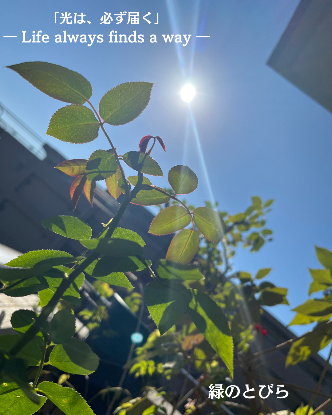 #アロマテラピースクール #緑のとびら #アロマライフコーチング #RosyPath #プランツカウンセリングヒーラー #ローズセラピー #オンラインレッスン #魔法の庭 ＃植物のある暮らし #ローズヒーリングセッション #ボタニカルカウンセリング #無償の愛 #薔薇 #バラ #心穏やか #天寿を全う #メディカルハーブ #アロマテラピー #メディカルアロマ #アロマ #愛と癒し #ローズ #香りのある暮らし #芸術のある暮らし #美しさに囲まれて