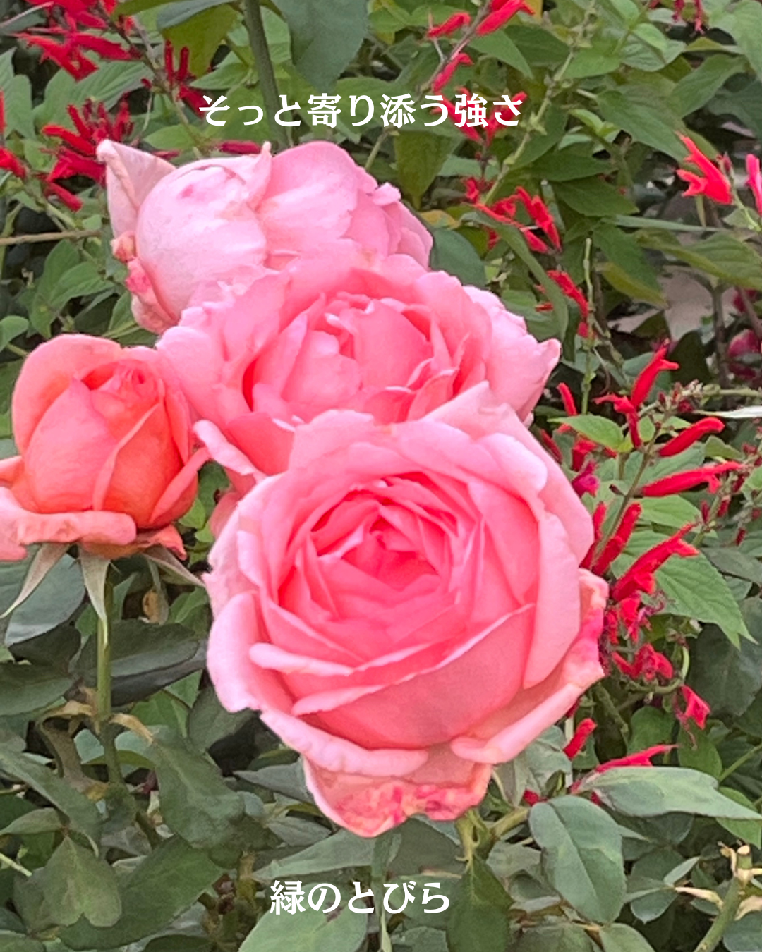 #緑のとびら
#アロマテラピースクール
#アロマライフコーチング
#RosyPath
#プランツカウンセリングヒーラー
#ローズセラピー
#ローズヒーリングセッション
#ボタニカルカウンセリング
#オンラインレッスン
#魔法の庭
#植物のある暮らし
#無農薬薔薇
#薔薇
#メディカルハーブ
#アロマ
#愛と癒し
#心穏やか
#香りのある暮らし
#芸術のある暮らし
#美しさに囲まれて
#リラックス
#癒しの時間
#ハーブ
#ベランダガーデニング
