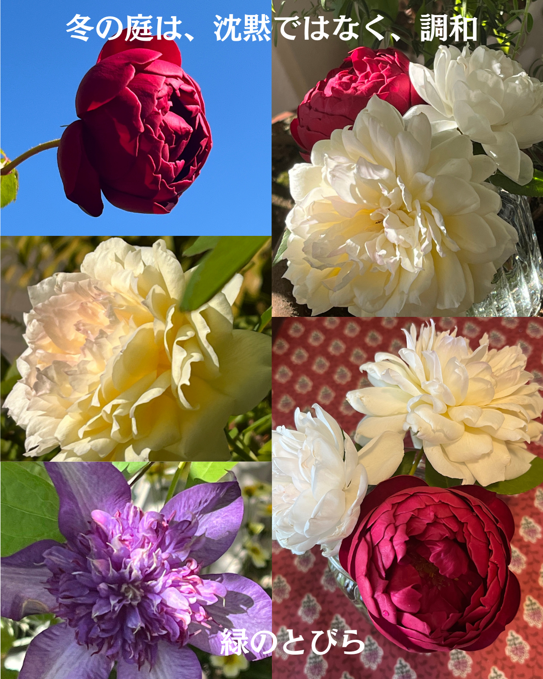 #緑のとびら #アロマテラピースクール #アロマライフコーチング #RosyPath #プランツカウンセリングヒーラー #ローズセラピー #ローズヒーリングセッション #ボタニカルカウンセリング #オンラインレッスン #魔法の庭 #植物のある暮らし #無農薬薔薇 #薔薇 #メディカルハーブ #アロマ #愛と癒し #心穏やか #香りのある暮らし #芸術のある暮らし #美しさに囲まれて #リラックス #癒しの時間 #ハーブ #ベランダガーデニング