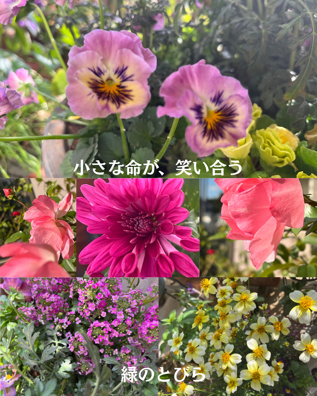 #緑のとびら #アロマテラピースクール #アロマライフコーチング #RosyPath #プランツカウンセリングヒーラー #ローズセラピー #ローズヒーリングセッション #ボタニカルカウンセリング #オンラインレッスン #魔法の庭 #植物のある暮らし #無農薬薔薇 #薔薇 #メディカルハーブ #アロマ #愛と癒し #心穏やか #香りのある暮らし #芸術のある暮らし #美しさに囲まれて #リラックス #癒しの時間 #ハーブ #ベランダガーデニング