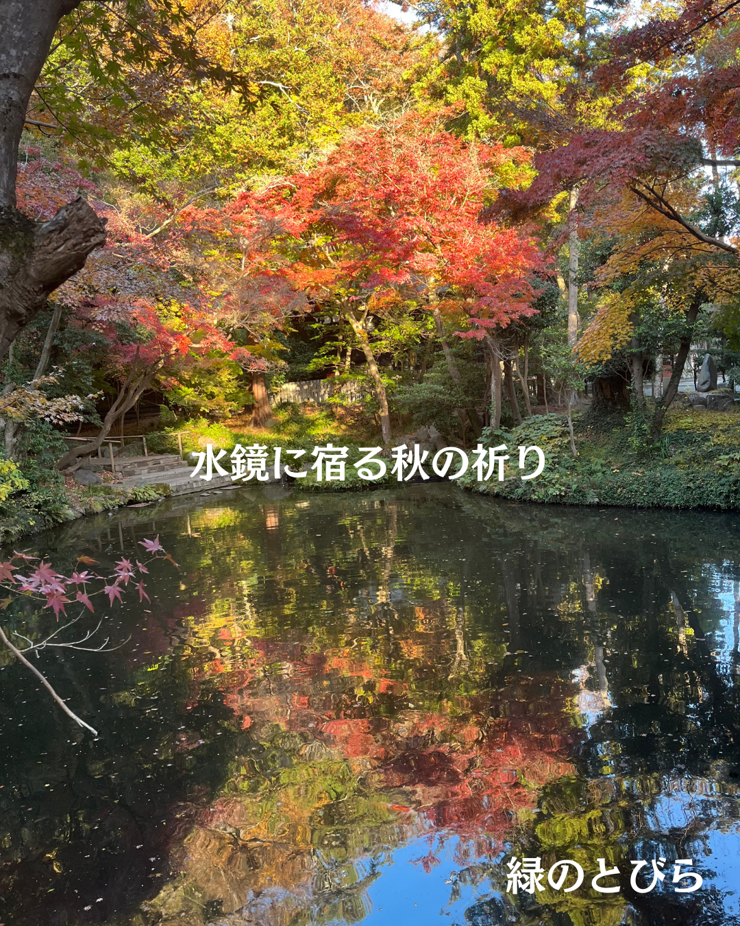 #緑のとびら #アロマテラピースクール #アロマライフコーチング #RosyPath #プランツカウンセリングヒーラー #ローズセラピー #ローズヒーリングセッション #ボタニカルカウンセリング #オンラインレッスン #魔法の庭 #植物のある暮らし #無農薬薔薇 #薔薇 #メディカルハーブ #アロマ #愛と癒し #心穏やか #香りのある暮らし #芸術のある暮らし #美しさに囲まれて #リラックス #癒しの時間 #ハーブ #ベランダガーデニング