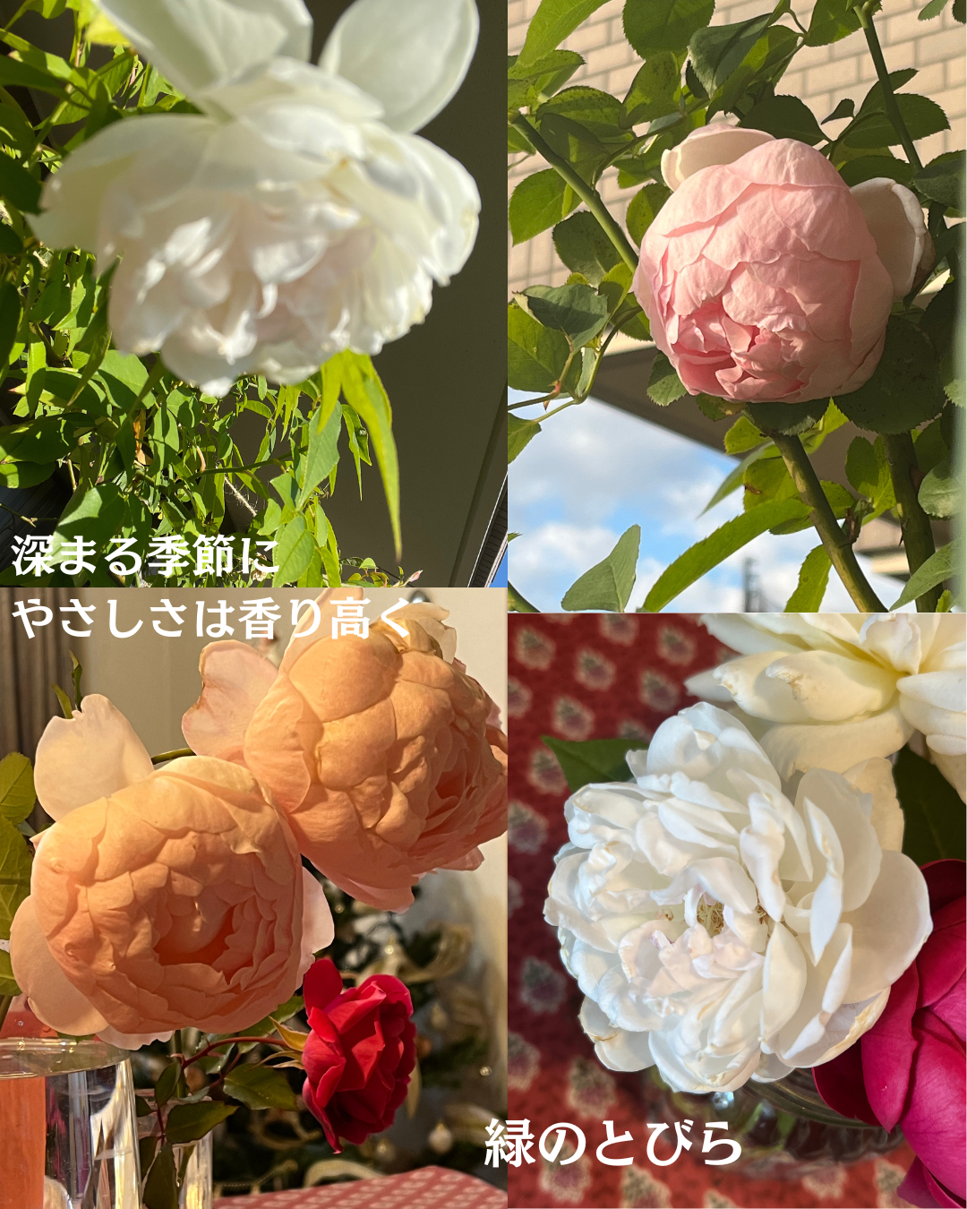 #緑のとびら #アロマテラピースクール #アロマライフコーチング #RosyPath #プランツカウンセリングヒーラー #ローズセラピー #ローズヒーリングセッション #ボタニカルカウンセリング #オンラインレッスン #魔法の庭 #植物のある暮らし #無農薬薔薇 #薔薇 #メディカルハーブ #アロマ #愛と癒し #心穏やか #香りのある暮らし #芸術のある暮らし #美しさに囲まれて #リラックス #癒しの時間 #ハーブ #ベランダガーデニング