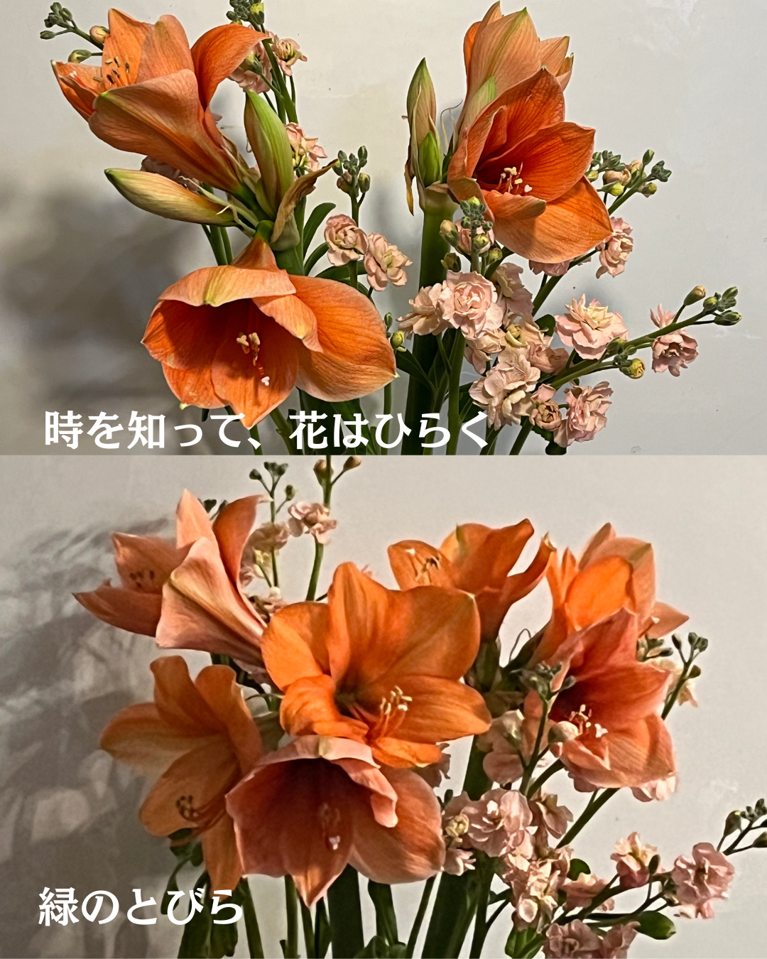 #緑のとびら #アロマテラピースクール #アロマライフコーチング #RosyPath #プランツカウンセリングヒーラー #ローズセラピー #ローズヒーリングセッション #ボタニカルカウンセリング #オンラインレッスン #魔法の庭 #植物のある暮らし #無農薬薔薇 #薔薇 #メディカルハーブ #アロマ #愛と癒し #心穏やか #香りのある暮らし #芸術のある暮らし #美しさに囲まれて #リラックス #癒しの時間 #ハーブ #ベランダガーデニング