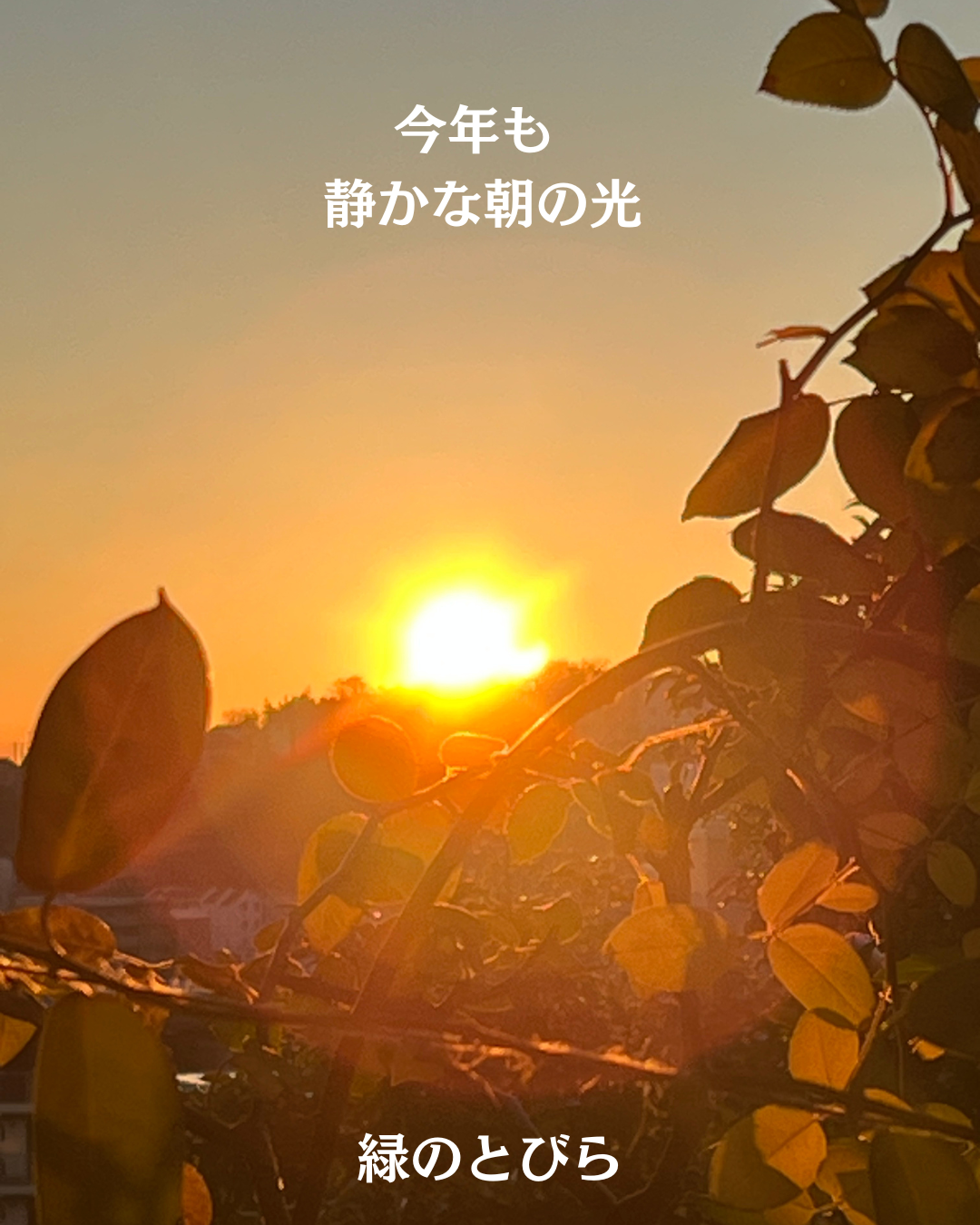 #緑のとびら #アロマテラピースクール #アロマライフコーチング #RosyPath #プランツカウンセリングヒーラー #ローズセラピー #ローズヒーリングセッション #ボタニカルカウンセリング #オンラインレッスン #魔法の庭 #植物のある暮らし #無農薬薔薇 #薔薇 #メディカルハーブ #アロマ #愛と癒し #心穏やか #香りのある暮らし #芸術のある暮らし #美しさに囲まれて #リラックス #癒しの時間 #ハーブ #ベランダガーデニング