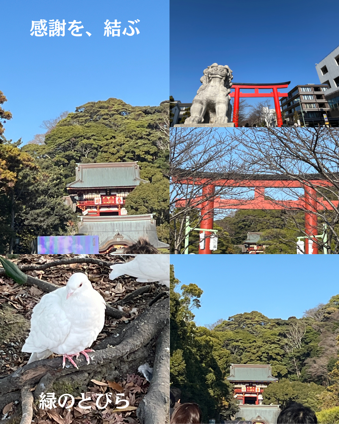 #緑のとびら #アロマテラピースクール #アロマライフコーチング #RosyPath #プランツカウンセリングヒーラー #ローズセラピー #ローズヒーリングセッション #ボタニカルカウンセリング #オンラインレッスン #魔法の庭 #植物のある暮らし #無農薬薔薇 #薔薇 #メディカルハーブ #アロマ #愛と癒し #心穏やか #香りのある暮らし #芸術のある暮らし #美しさに囲まれて #リラックス #癒しの時間 #ハーブ #ベランダガーデニング