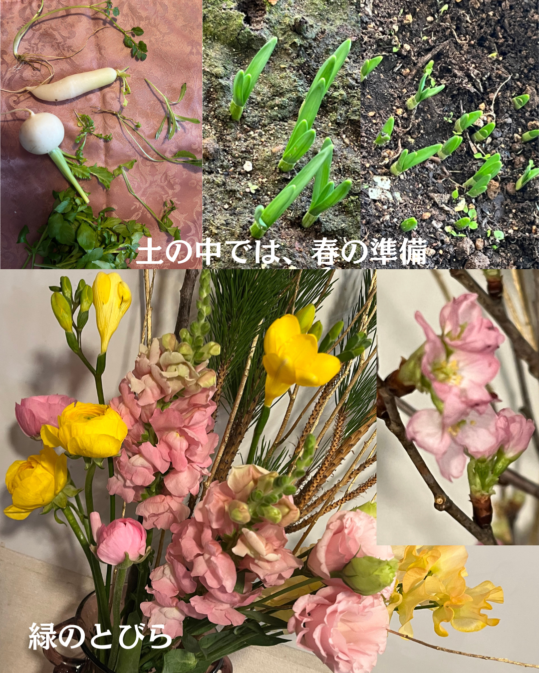 #緑のとびら #アロマテラピースクール #アロマライフコーチング #RosyPath #プランツカウンセリングヒーラー #ローズセラピー #ローズヒーリングセッション #ボタニカルカウンセリング #オンラインレッスン #魔法の庭 #植物のある暮らし #無農薬薔薇 #薔薇 #メディカルハーブ #アロマ #愛と癒し #心穏やか #香りのある暮らし #芸術のある暮らし #美しさに囲まれて #リラックス #癒しの時間 #ハーブ #ベランダガーデニング