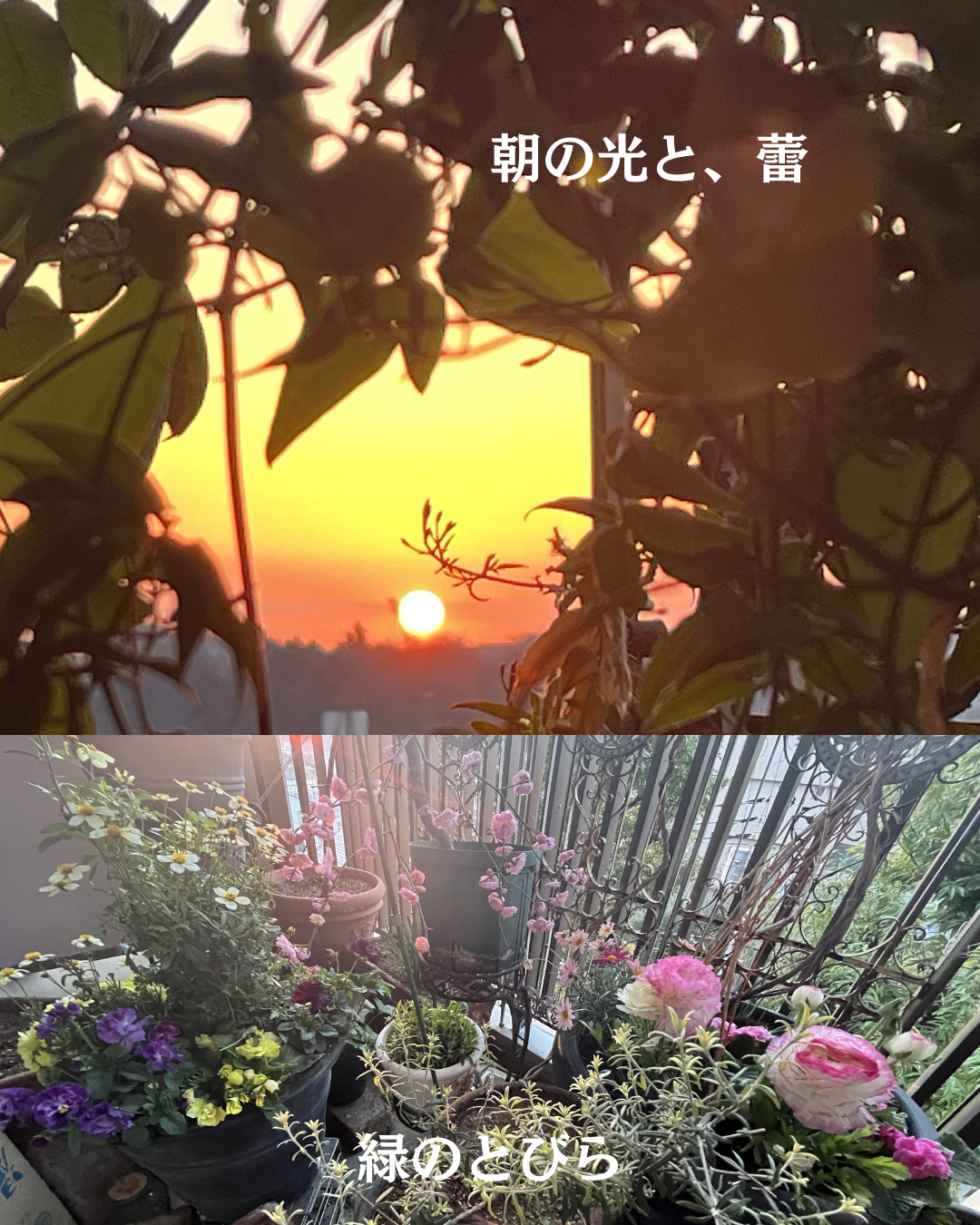 #緑のとびら #アロマテラピースクール #アロマライフコーチング #RosyPath #プランツカウンセリングヒーラー #ローズセラピー #ローズヒーリングセッション #ボタニカルカウンセリング #オンラインレッスン #魔法の庭 #植物のある暮らし #無農薬薔薇 #薔薇 #メディカルハーブ #アロマ #愛と癒し #心穏やか #香りのある暮らし #芸術のある暮らし #美しさに囲まれて #リラックス #癒しの時間 #ハーブ #ベランダガーデニング