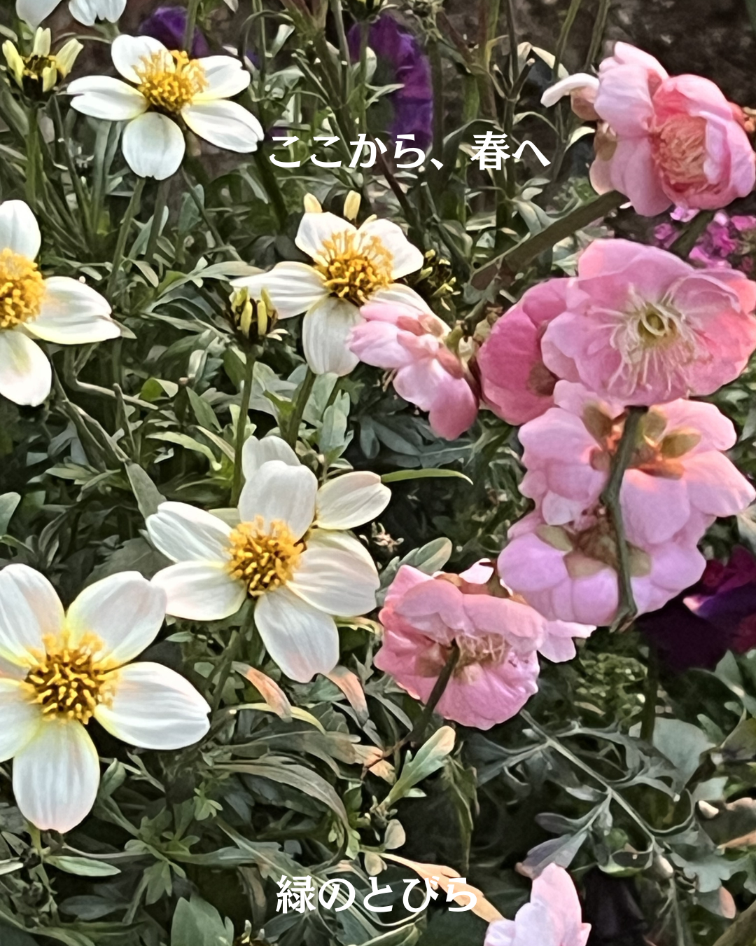 #緑のとびら #アロマテラピースクール #アロマライフコーチング #RosyPath #プランツカウンセリングヒーラー #ローズセラピー #ローズヒーリングセッション #ボタニカルカウンセリング #オンラインレッスン #魔法の庭 #植物のある暮らし #無農薬薔薇 #薔薇 #メディカルハーブ #アロマ #愛と癒し #心穏やか #香りのある暮らし #芸術のある暮らし #美しさに囲まれて #リラックス #癒しの時間 #ハーブ #ベランダガーデニング