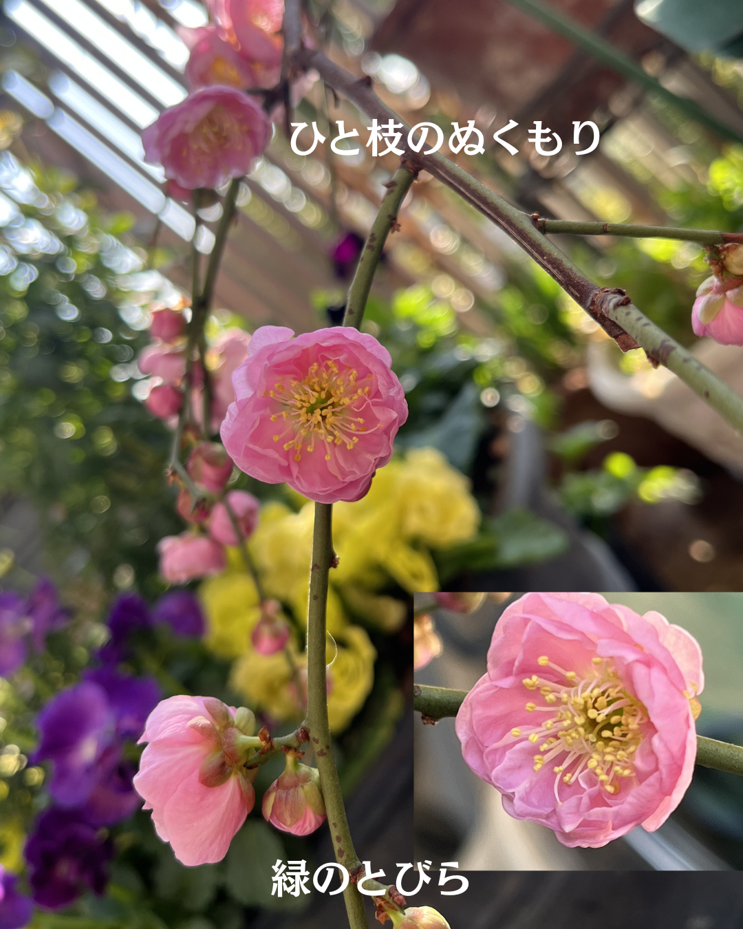 #緑のとびら #アロマテラピースクール #アロマライフコーチング #RosyPath #プランツカウンセリングヒーラー #ローズセラピー #ローズヒーリングセッション #ボタニカルカウンセリング #オンラインレッスン #魔法の庭 #植物のある暮らし #無農薬薔薇 #薔薇 #メディカルハーブ #アロマ #愛と癒し #心穏やか #香りのある暮らし #芸術のある暮らし #美しさに囲まれて #リラックス #癒しの時間 #ハーブ #ベランダガーデニング