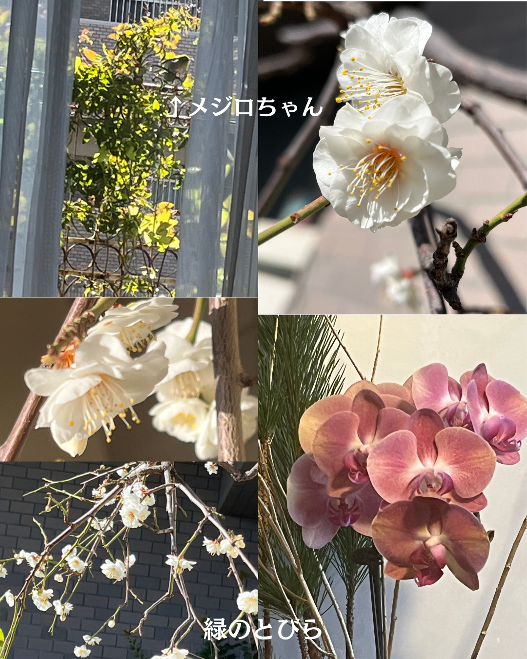 #緑のとびら #アロマテラピースクール #アロマライフコーチング #RosyPath #プランツカウンセリングヒーラー #ローズセラピー #ローズヒーリングセッション #ボタニカルカウンセリング #オンラインレッスン #魔法の庭 #植物のある暮らし #無農薬薔薇 #薔薇 #メディカルハーブ #アロマ #愛と癒し #心穏やか #香りのある暮らし #芸術のある暮らし #美しさに囲まれて #リラックス #癒しの時間 #ハーブ #ベランダガーデニング