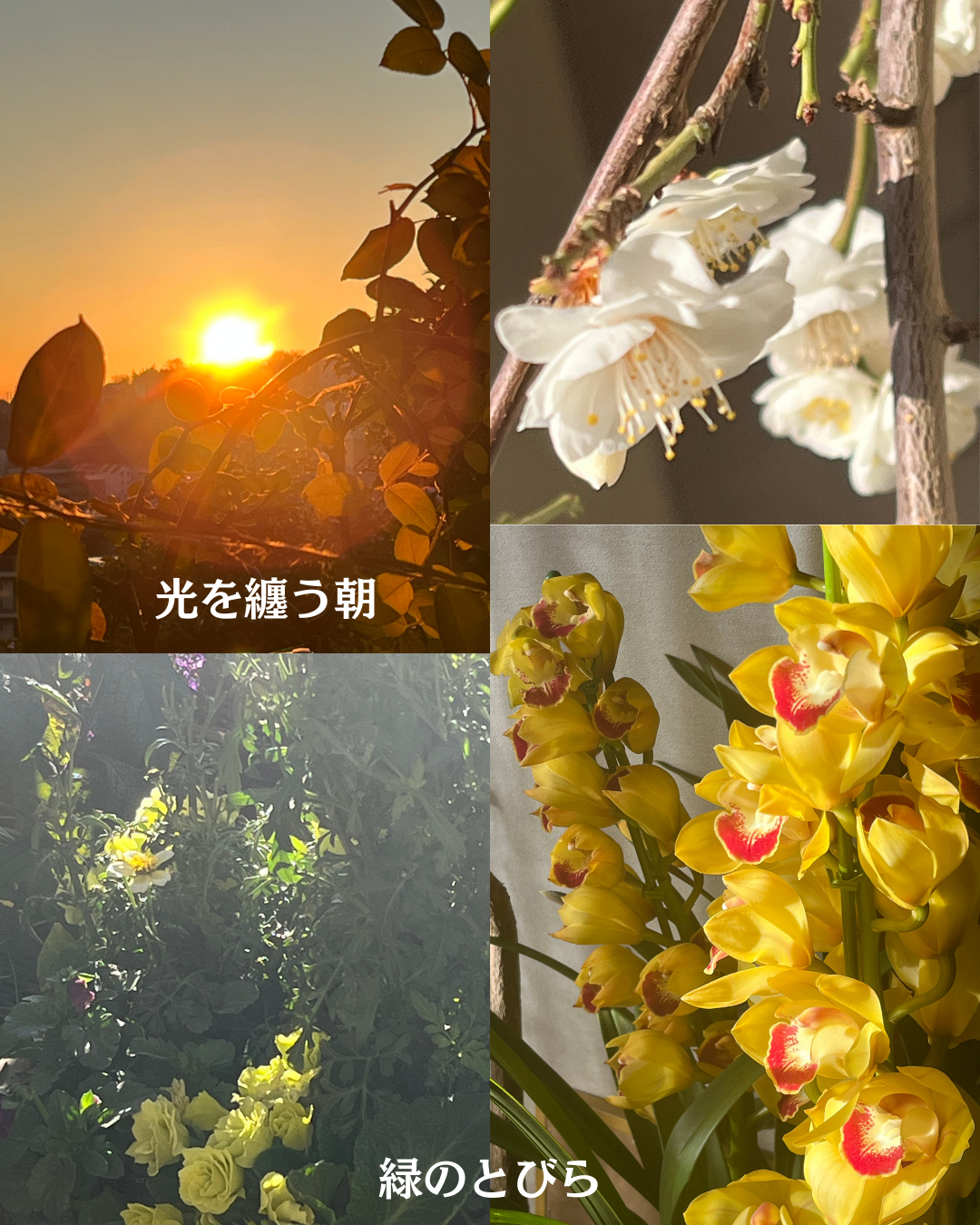 #緑のとびら #アロマテラピースクール #アロマライフコーチング #RosyPath #プランツカウンセリングヒーラー #ローズセラピー #ローズヒーリングセッション #ボタニカルカウンセリング #オンラインレッスン #魔法の庭 #植物のある暮らし #無農薬薔薇 #薔薇 #メディカルハーブ #アロマ #愛と癒し #心穏やか #香りのある暮らし #芸術のある暮らし #美しさに囲まれて #リラックス #癒しの時間 #ハーブ #ベランダガーデニング