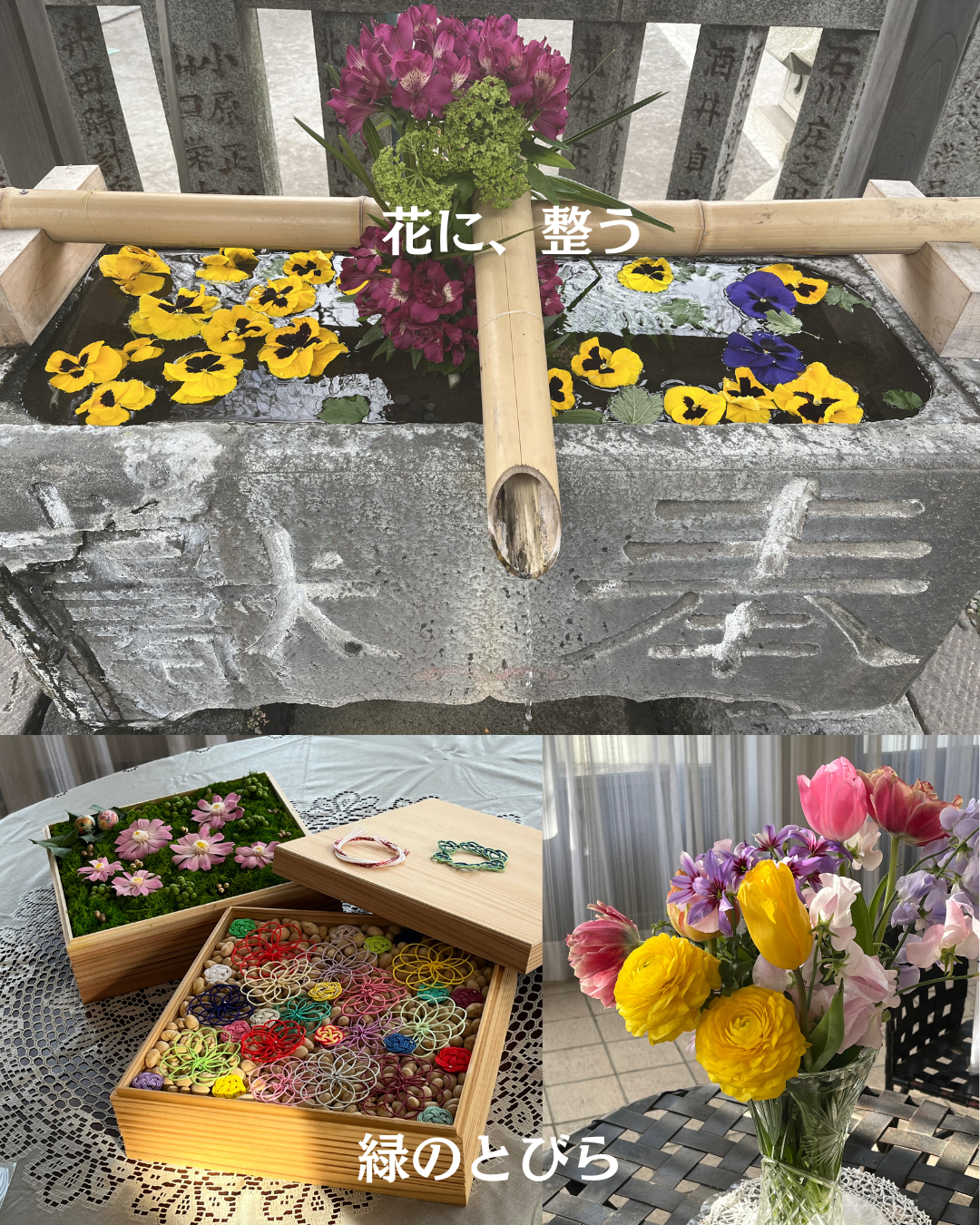 #緑のとびら #アロマテラピースクール #アロマライフコーチング #RosyPath #プランツカウンセリングヒーラー #ローズセラピー #ローズヒーリングセッション #ボタニカルカウンセリング #オンラインレッスン #魔法の庭 #植物のある暮らし #無農薬薔薇 #薔薇 #メディカルハーブ #アロマ #愛と癒し #心穏やか #香りのある暮らし #芸術のある暮らし #美しさに囲まれて #リラックス #癒しの時間 #ハーブ #ベランダガーデニング