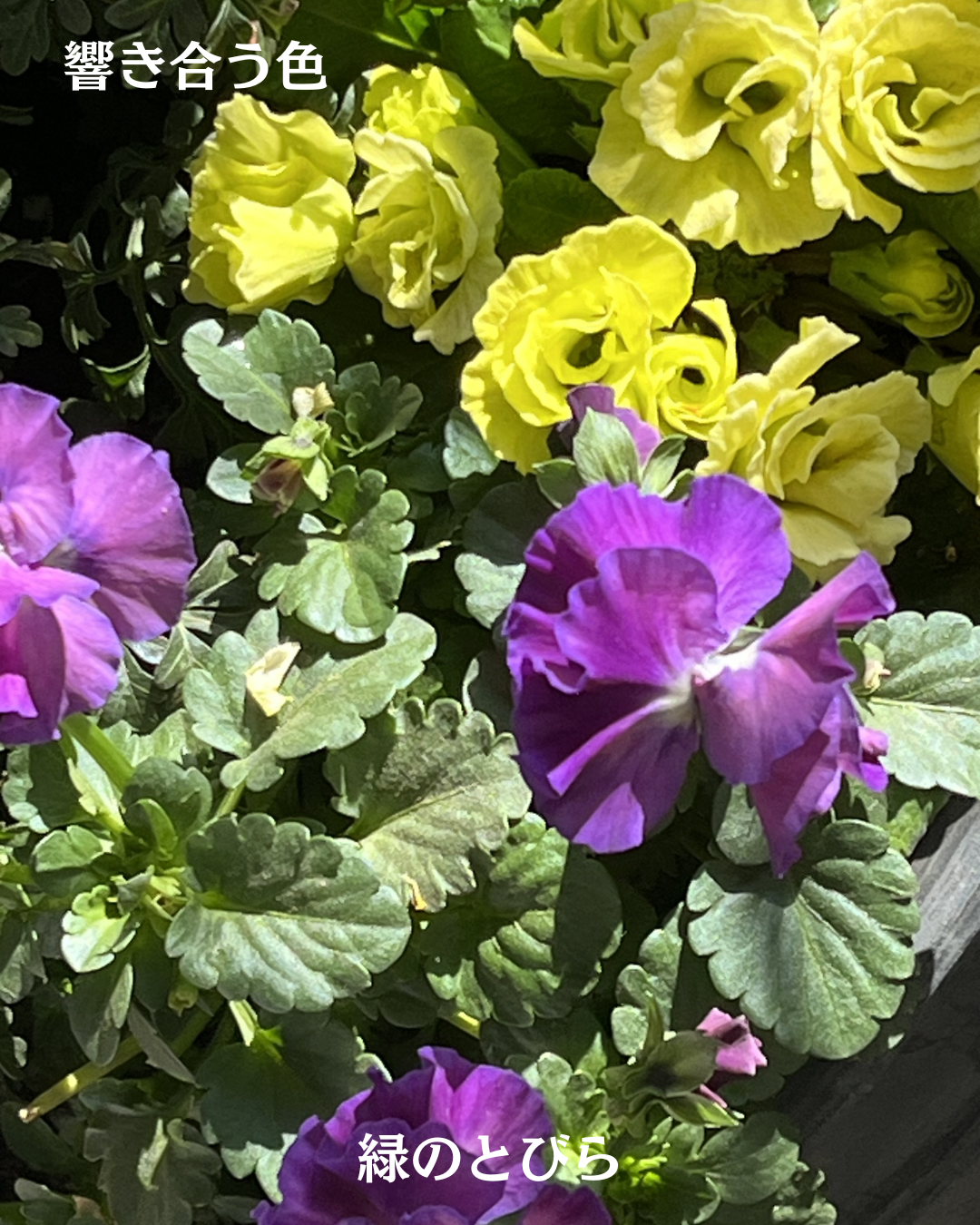 #緑のとびら #アロマテラピースクール #アロマライフコーチング #RosyPath #プランツカウンセリングヒーラー #ローズセラピー #ローズヒーリングセッション #ボタニカルカウンセリング #オンラインレッスン #魔法の庭 #植物のある暮らし #無農薬薔薇 #薔薇 #メディカルハーブ #アロマ #愛と癒し #心穏やか #香りのある暮らし #芸術のある暮らし #美しさに囲まれて #リラックス #癒しの時間 #ハーブ #ベランダガーデニング