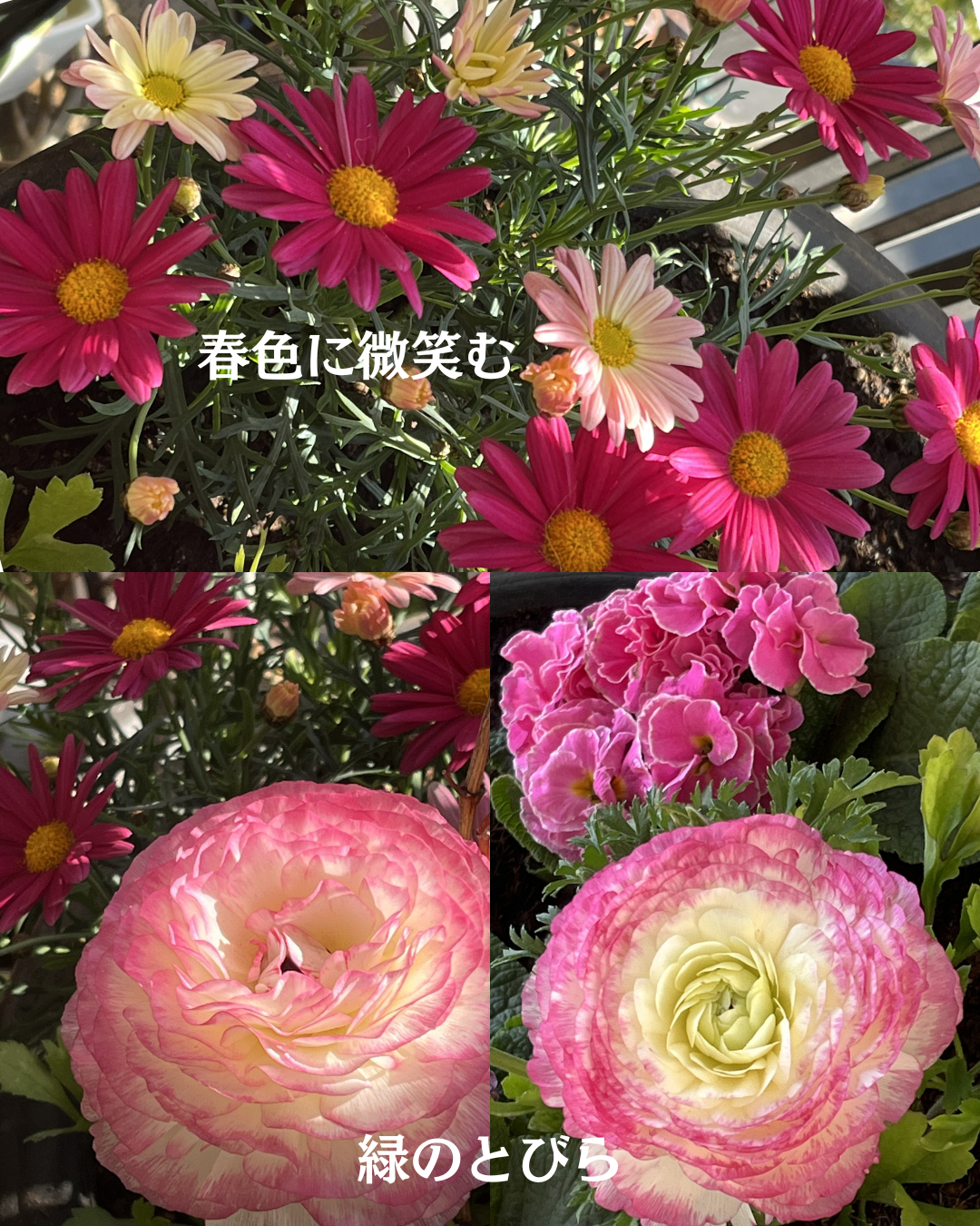 #緑のとびら #アロマテラピースクール #アロマライフコーチング #RosyPath #プランツカウンセリングヒーラー #ローズセラピー #ローズヒーリングセッション #ボタニカルカウンセリング #オンラインレッスン #魔法の庭 #植物のある暮らし #無農薬薔薇 #薔薇 #メディカルハーブ #アロマ #愛と癒し #心穏やか #香りのある暮らし #芸術のある暮らし #美しさに囲まれて #リラックス #癒しの時間 #ハーブ #ベランダガーデニング