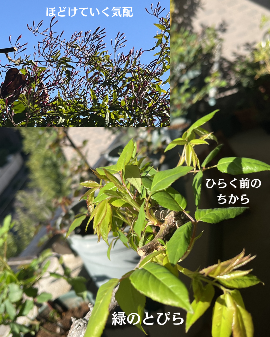 #緑のとびら #アロマテラピースクール #アロマライフコーチング #RosyPath #プランツカウンセリングヒーラー #ローズセラピー #ローズヒーリングセッション #ボタニカルカウンセリング #オンラインレッスン #魔法の庭 #植物のある暮らし #無農薬薔薇 #薔薇 #メディカルハーブ #アロマ #愛と癒し #心穏やか #香りのある暮らし #芸術のある暮らし #美しさに囲まれて #リラックス #癒しの時間 #ハーブ #ベランダガーデニング