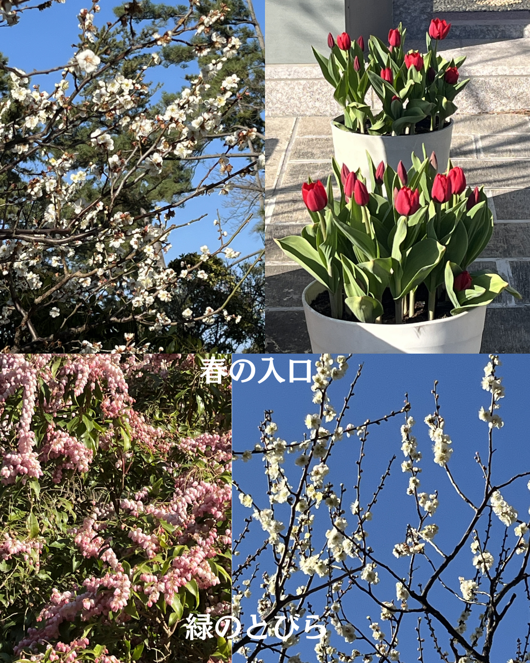 #緑のとびら #アロマテラピースクール #アロマライフコーチング #RosyPath #プランツカウンセリングヒーラー #ローズセラピー #ローズヒーリングセッション #ボタニカルカウンセリング #オンラインレッスン #魔法の庭 #植物のある暮らし #無農薬薔薇 #薔薇 #メディカルハーブ #アロマ #愛と癒し #心穏やか #香りのある暮らし #芸術のある暮らし #美しさに囲まれて #リラックス #癒しの時間 #ハーブ #ベランダガーデニング