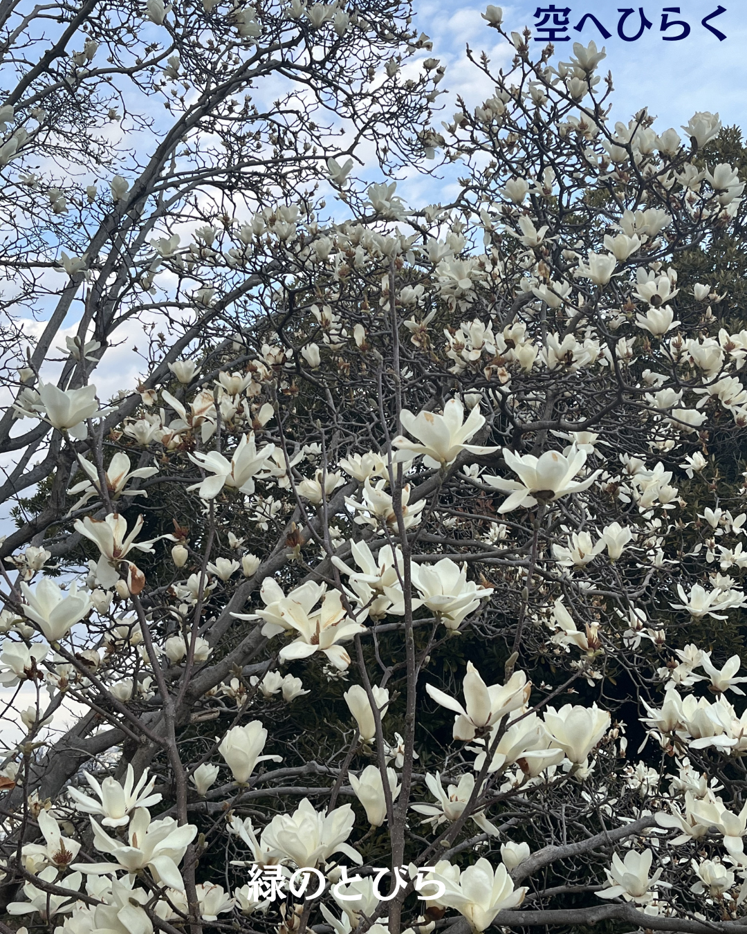 #緑のとびら #アロマテラピースクール #アロマライフコーチング #RosyPath #プランツカウンセリングヒーラー #ローズセラピー #ローズヒーリングセッション #ボタニカルカウンセリング #オンラインレッスン #魔法の庭 #植物のある暮らし #無農薬薔薇 #薔薇 #メディカルハーブ #アロマ #愛と癒し #心穏やか #香りのある暮らし #芸術のある暮らし #美しさに囲まれて #リラックス #癒しの時間 #ハーブ #ベランダガーデニング