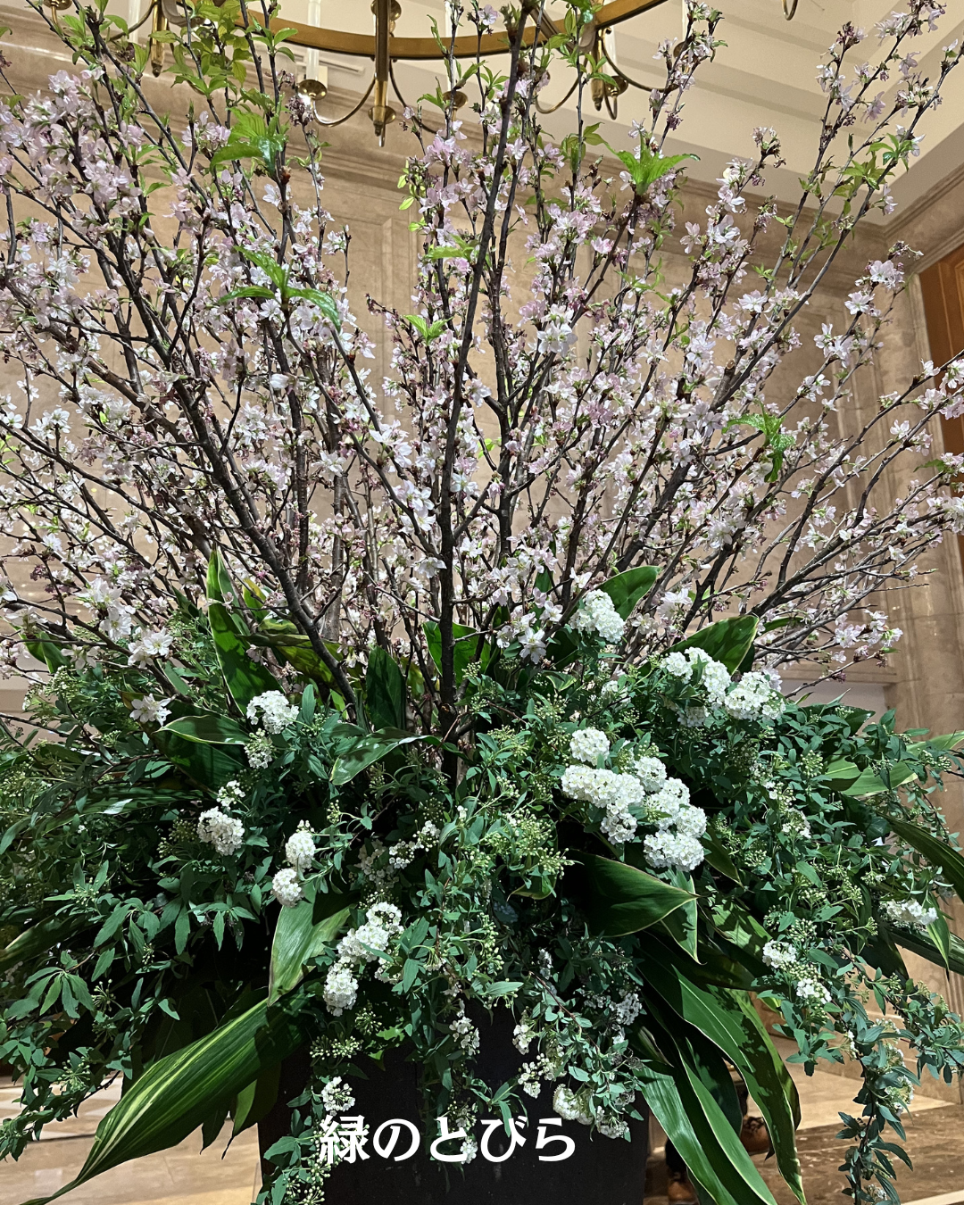 #緑のとびら #アロマテラピースクール #アロマライフコーチング #RosyPath #プランツカウンセリングヒーラー #ローズセラピー #ローズヒーリングセッション #ボタニカルカウンセリング #オンラインレッスン #魔法の庭 #植物のある暮らし #無農薬薔薇 #薔薇 #メディカルハーブ #アロマ #愛と癒し #心穏やか #香りのある暮らし #芸術のある暮らし #美しさに囲まれて #リラックス #癒しの時間 #ハーブ #ベランダガーデニング