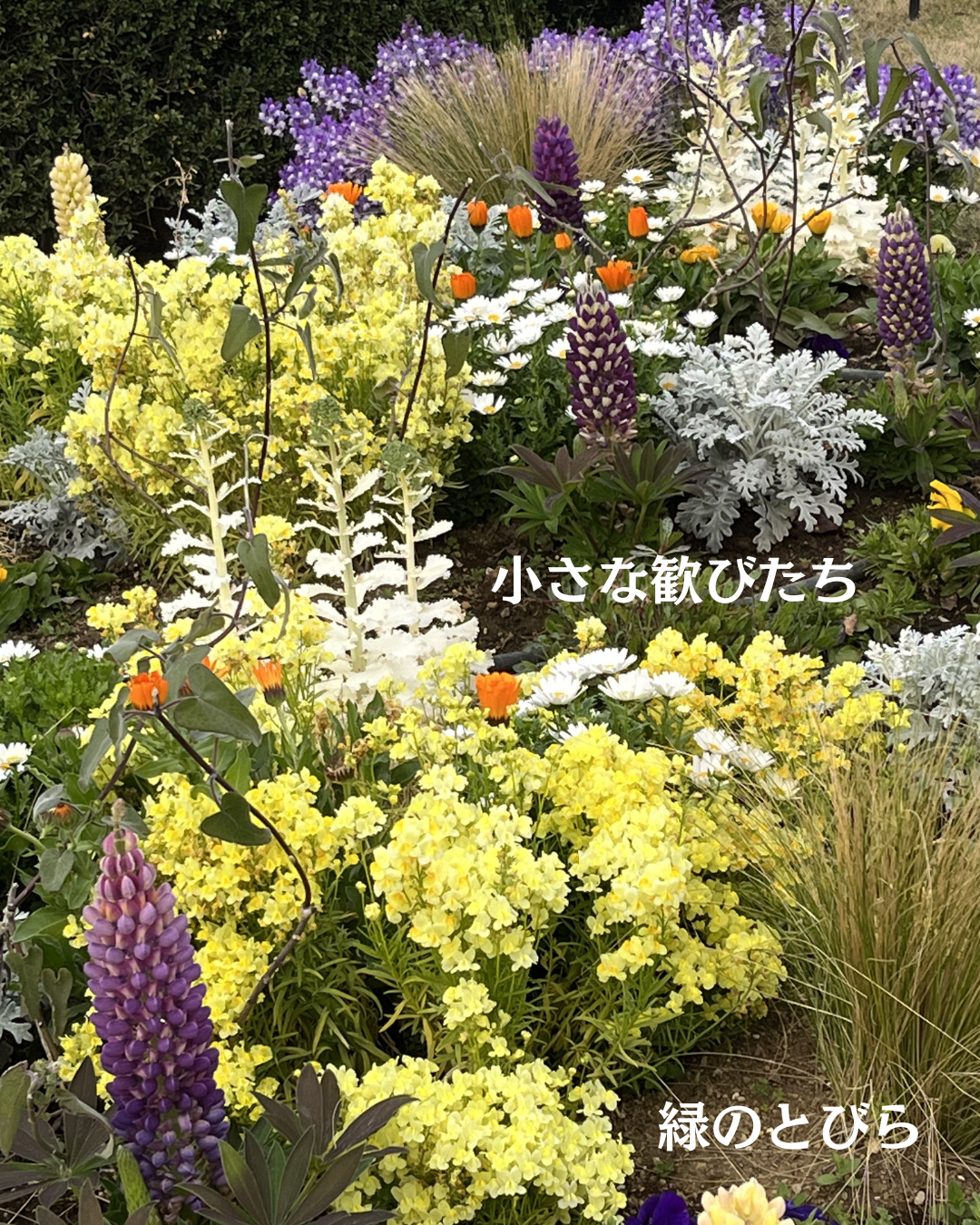 #緑のとびら #アロマテラピースクール #アロマライフコーチング #RosyPath #プランツカウンセリングヒーラー #ローズセラピー #ローズヒーリングセッション #ボタニカルカウンセリング #オンラインレッスン #魔法の庭 #植物のある暮らし #無農薬薔薇 #薔薇 #メディカルハーブ #アロマ #愛と癒し #心穏やか #香りのある暮らし #芸術のある暮らし #美しさに囲まれて #リラックス #癒しの時間 #ハーブ #ベランダガーデニング