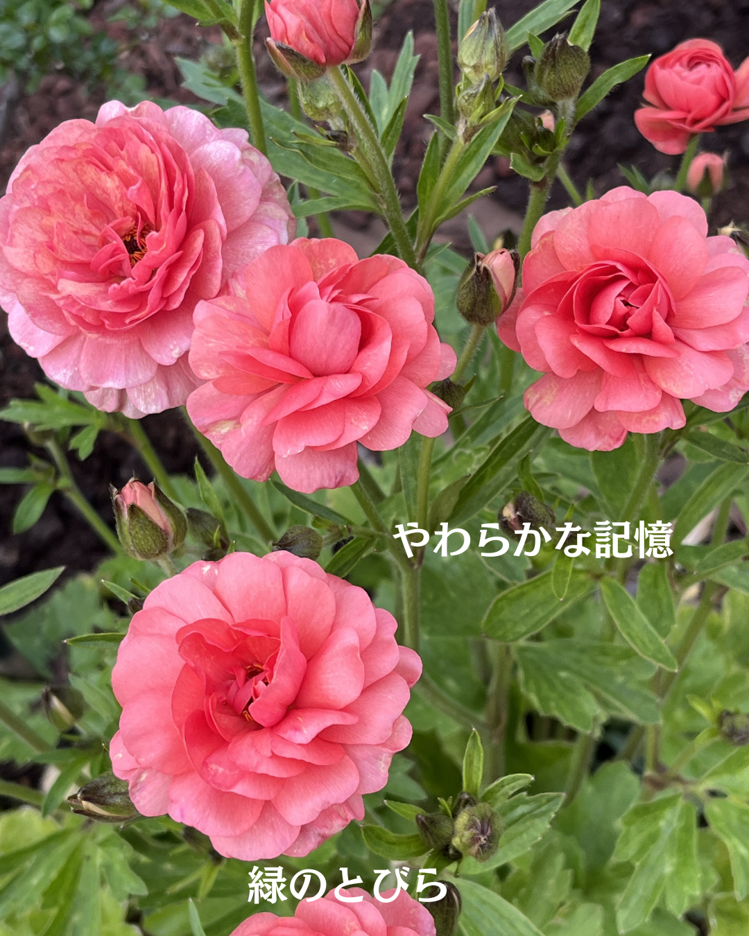 #緑のとびら #アロマテラピースクール #アロマライフコーチング #RosyPath #プランツカウンセリングヒーラー #ローズセラピー #ローズヒーリングセッション #ボタニカルカウンセリング #オンラインレッスン #魔法の庭 #植物のある暮らし #無農薬薔薇 #薔薇 #メディカルハーブ #アロマ #愛と癒し #心穏やか #香りのある暮らし #芸術のある暮らし #美しさに囲まれて #リラックス #癒しの時間 #ハーブ #ベランダガーデニング