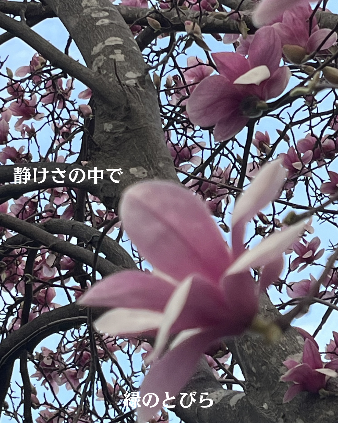 #緑のとびら #アロマテラピースクール #アロマライフコーチング #RosyPath #プランツカウンセリングヒーラー #ローズセラピー #ローズヒーリングセッション #ボタニカルカウンセリング #オンラインレッスン #魔法の庭 #植物のある暮らし #無農薬薔薇 #薔薇 #メディカルハーブ #アロマ #愛と癒し #心穏やか #香りのある暮らし #芸術のある暮らし #美しさに囲まれて #リラックス #癒しの時間 #ハーブ #ベランダガーデニング