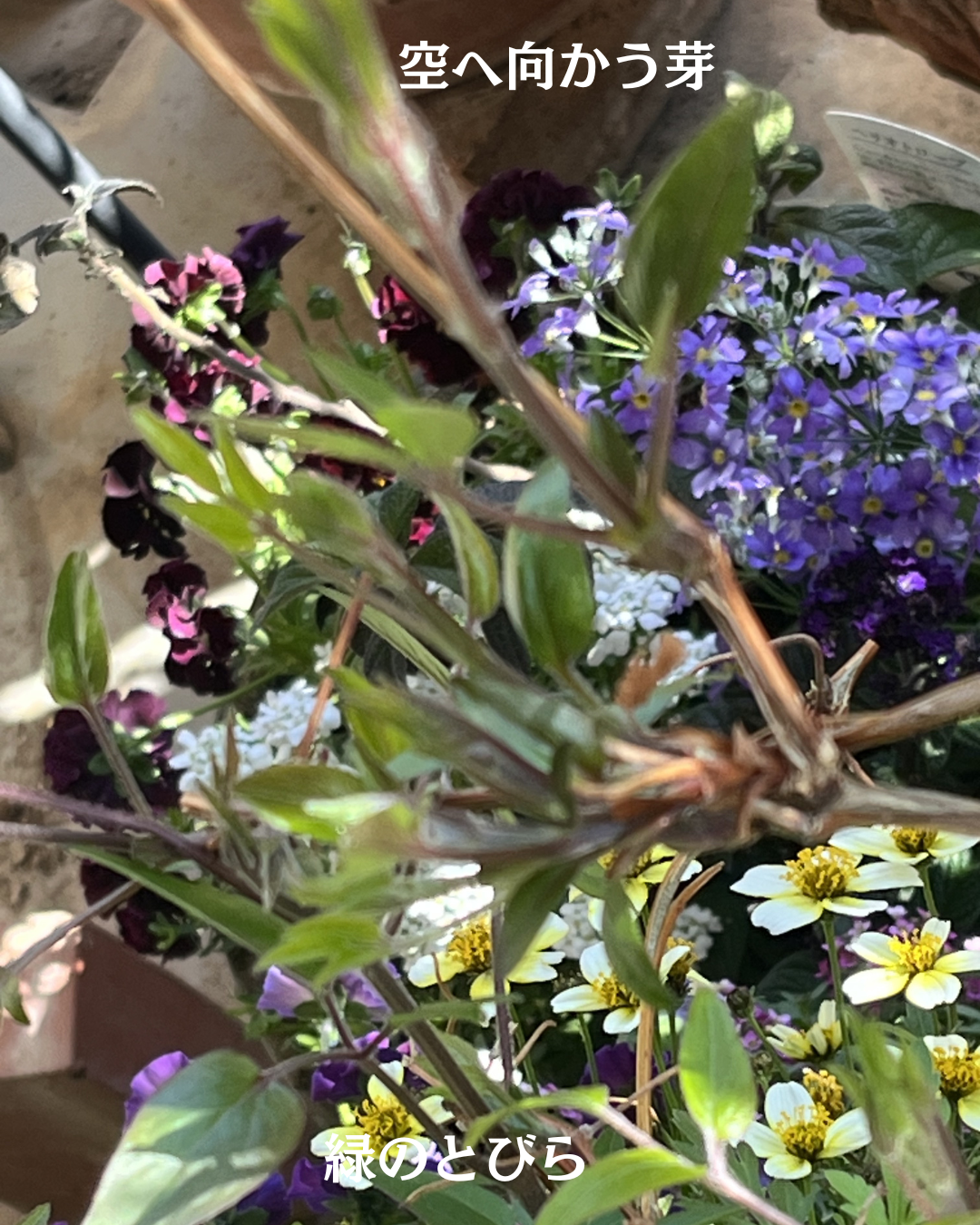 #緑のとびら #アロマテラピースクール #アロマライフコーチング #RosyPath #プランツカウンセリングヒーラー #ローズセラピー #ローズヒーリングセッション #ボタニカルカウンセリング #オンラインレッスン #魔法の庭 #植物のある暮らし #無農薬薔薇 #薔薇 #メディカルハーブ #アロマ #愛と癒し #心穏やか #香りのある暮らし #芸術のある暮らし #美しさに囲まれて #リラックス #癒しの時間 #ハーブ #ベランダガーデニング